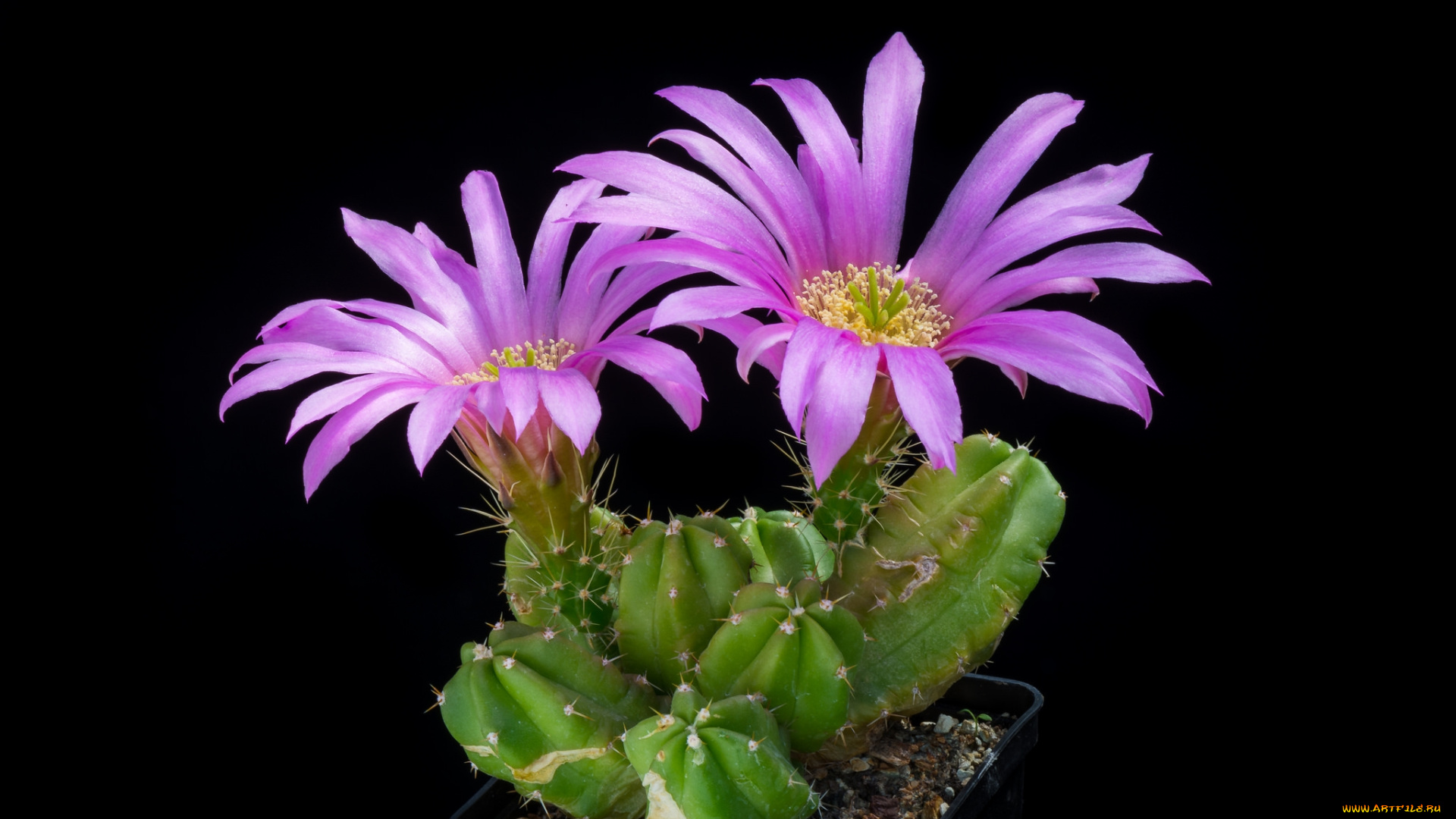 цветы, кактусы, цветок