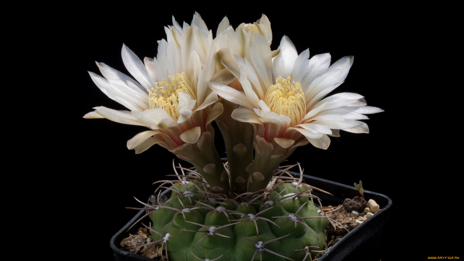 цветы, кактусы, цветок