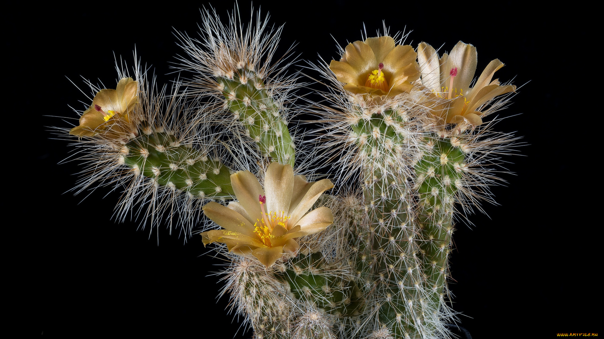 цветы, кактусы, цветок