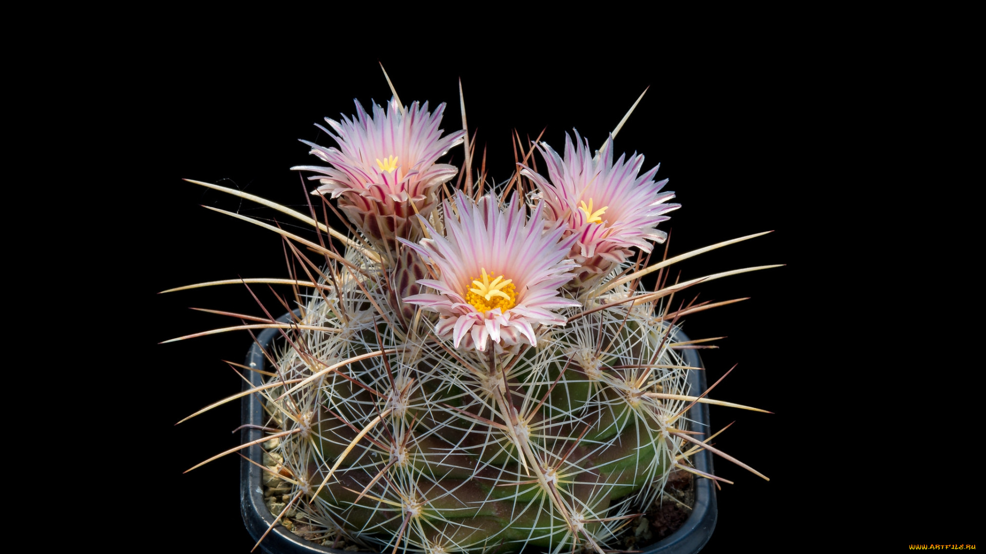 цветы, кактусы, цветок