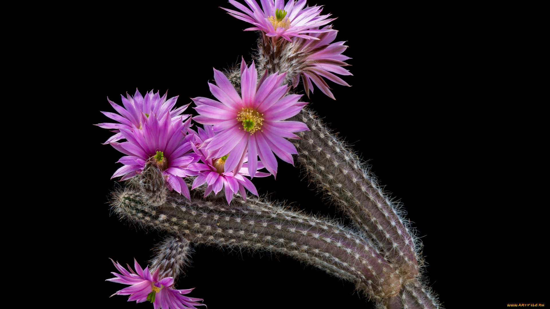 цветы, кактусы, цветок