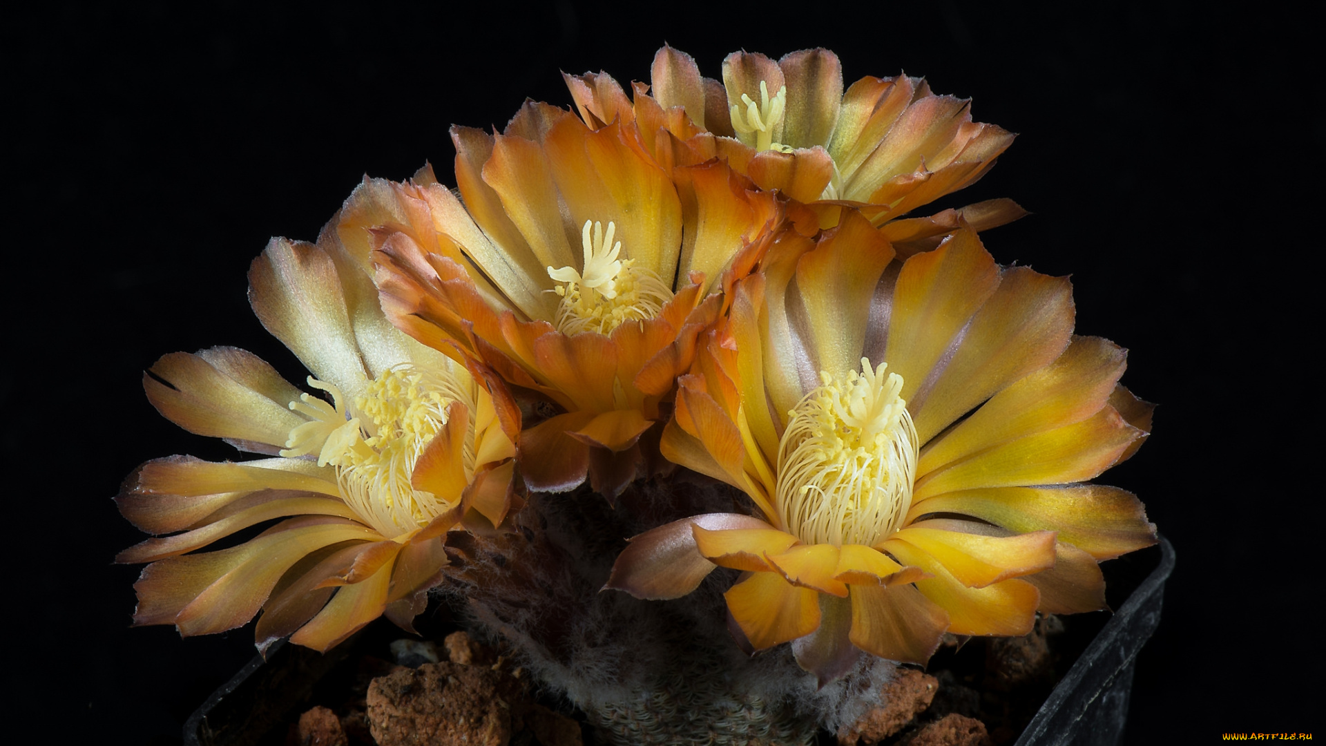 цветы, кактусы, цветок