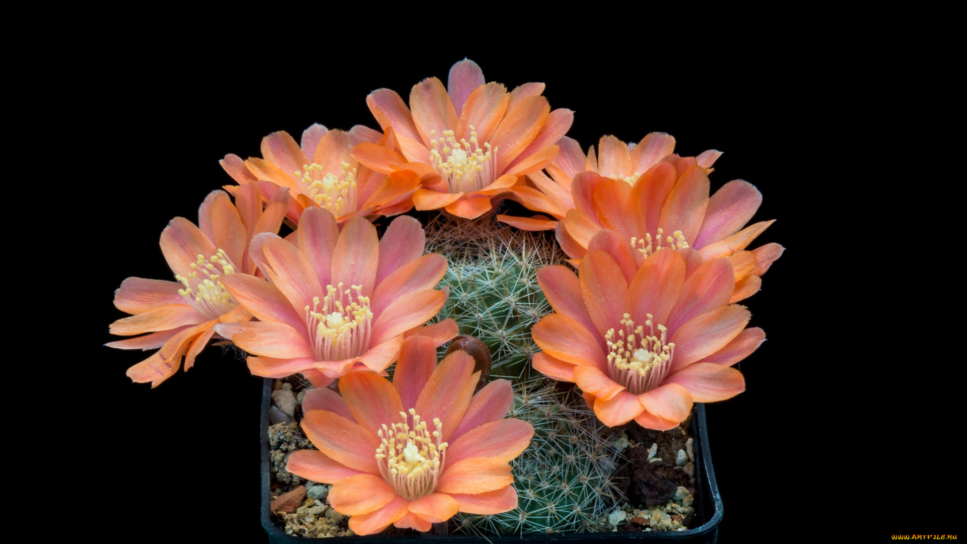 цветы, кактусы, цветок