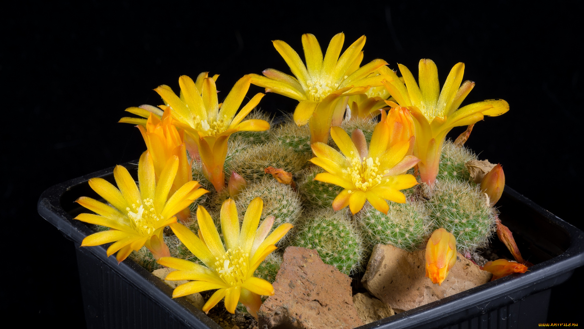 цветы, кактусы, цветок