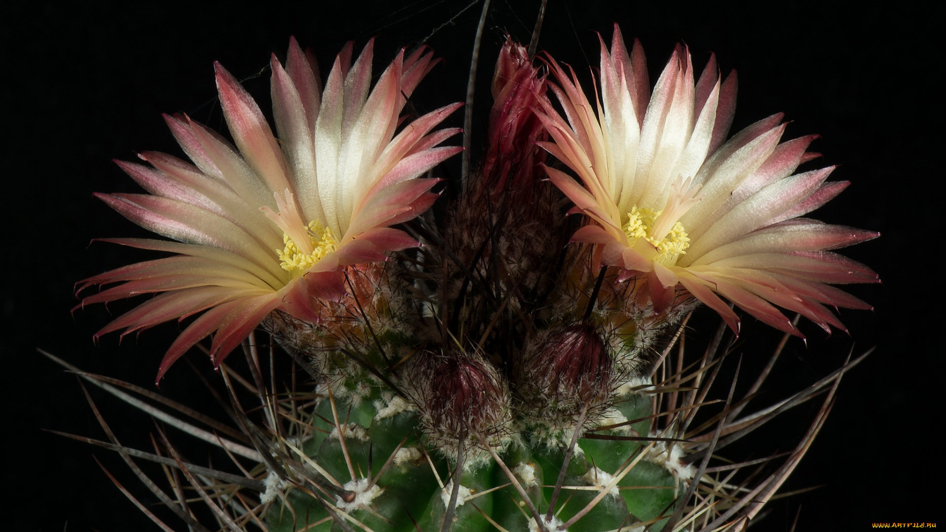 цветы, кактусы, цветок