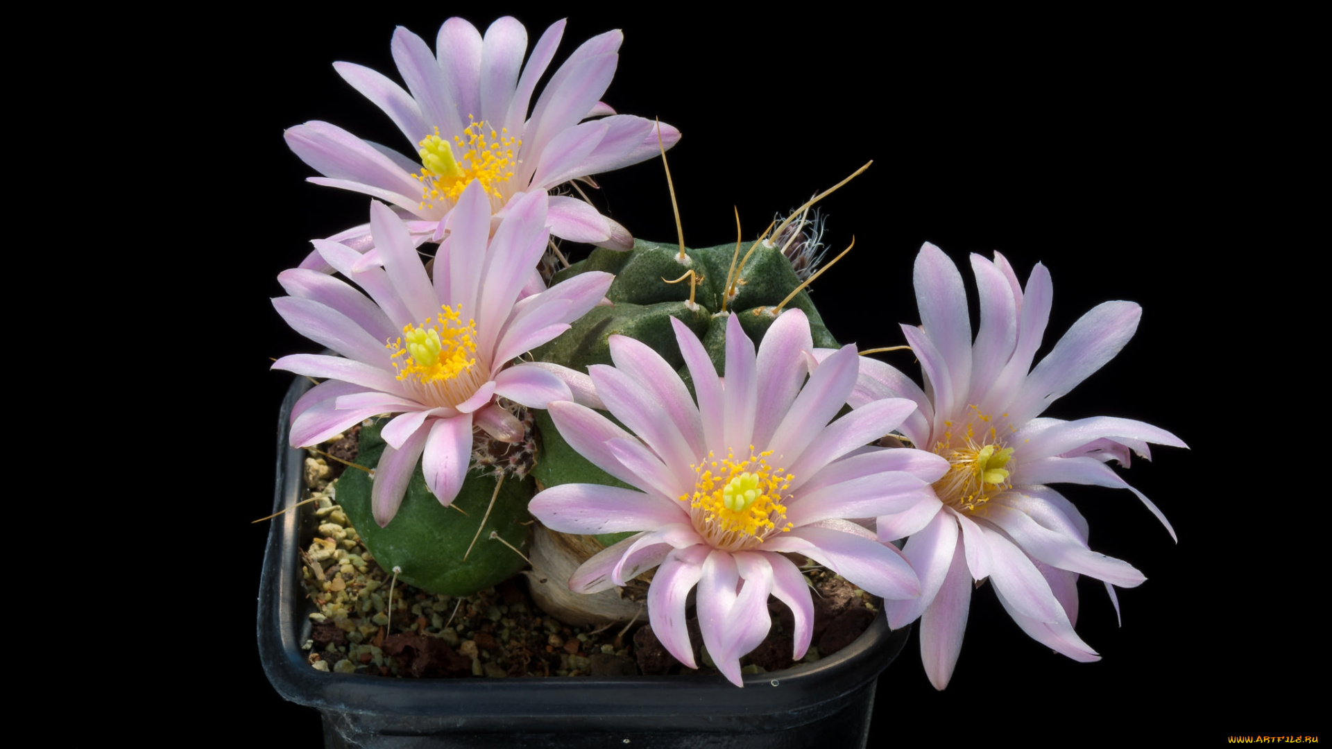 цветы, кактусы, цветок