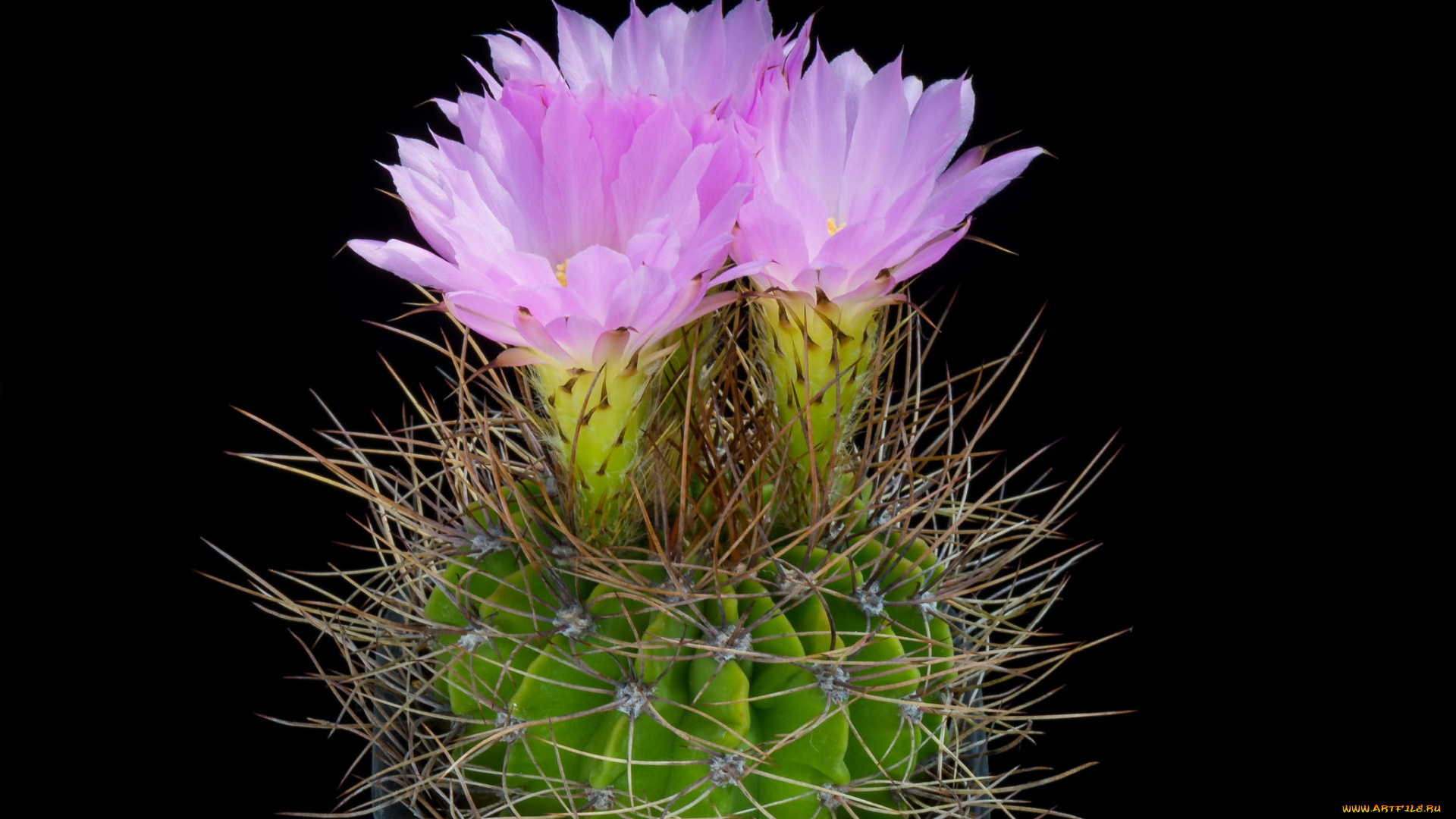 цветы, кактусы, цветок