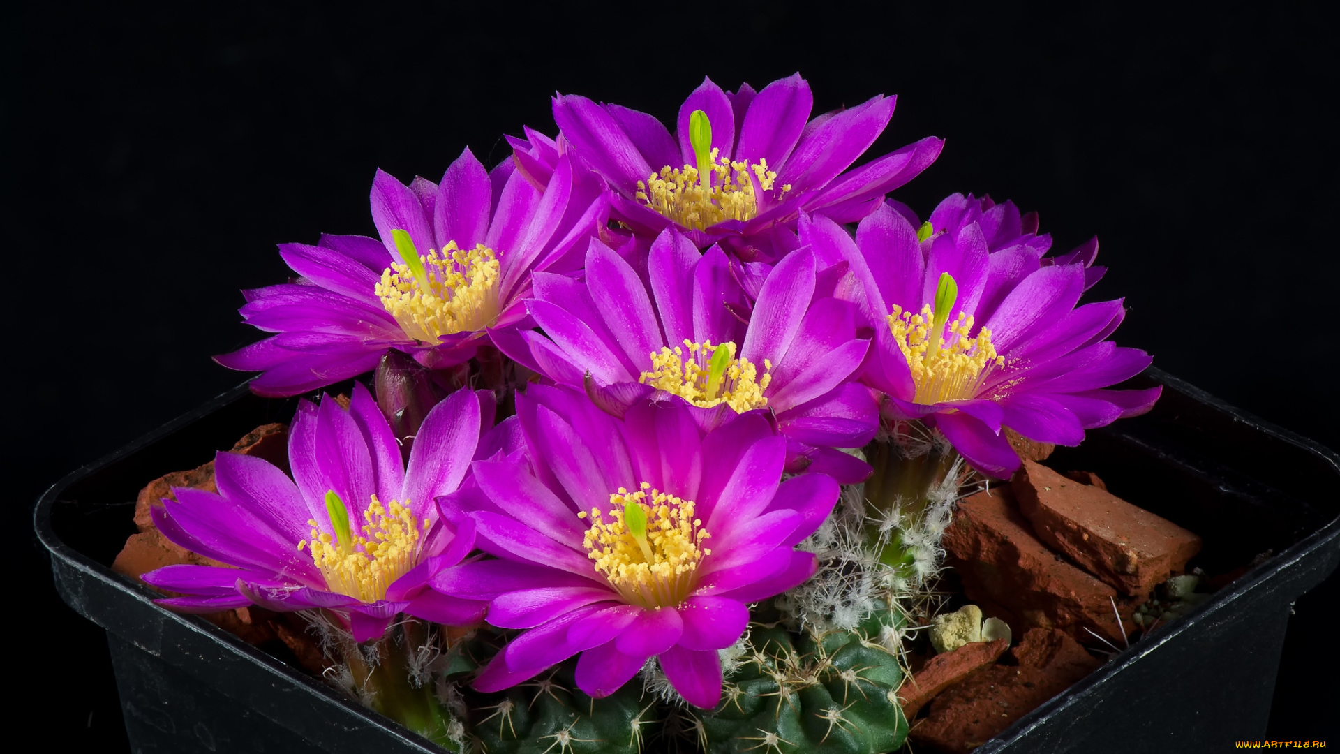 цветы, кактусы, цветок