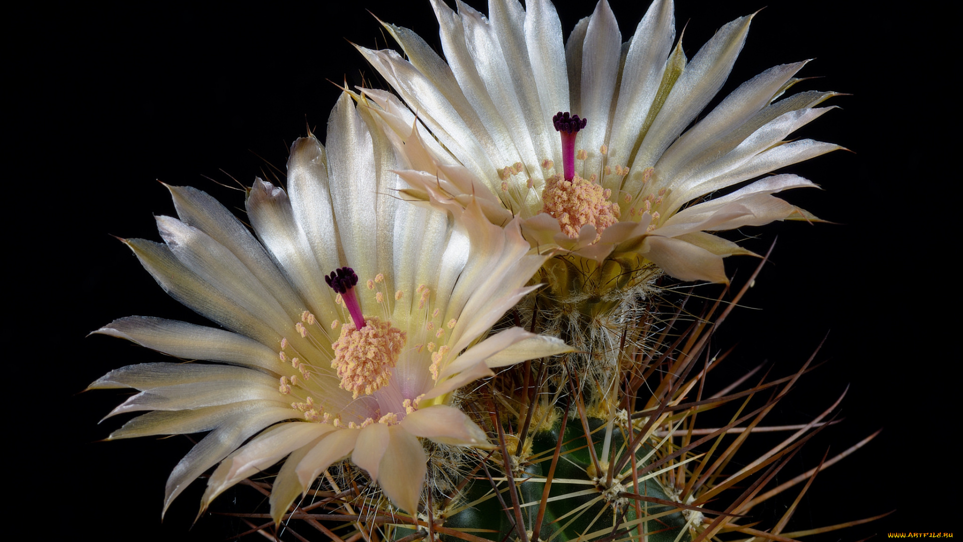 цветы, кактусы, цветок