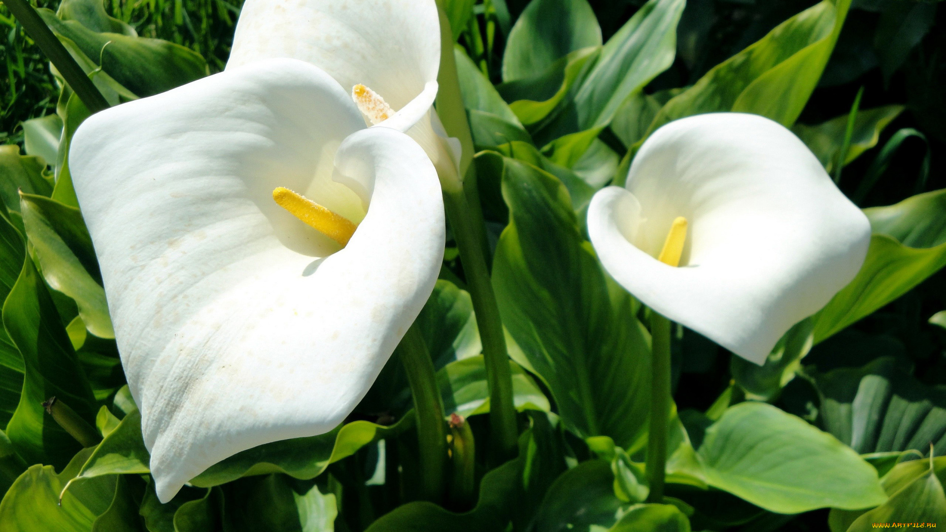 цветы, каллы, белый