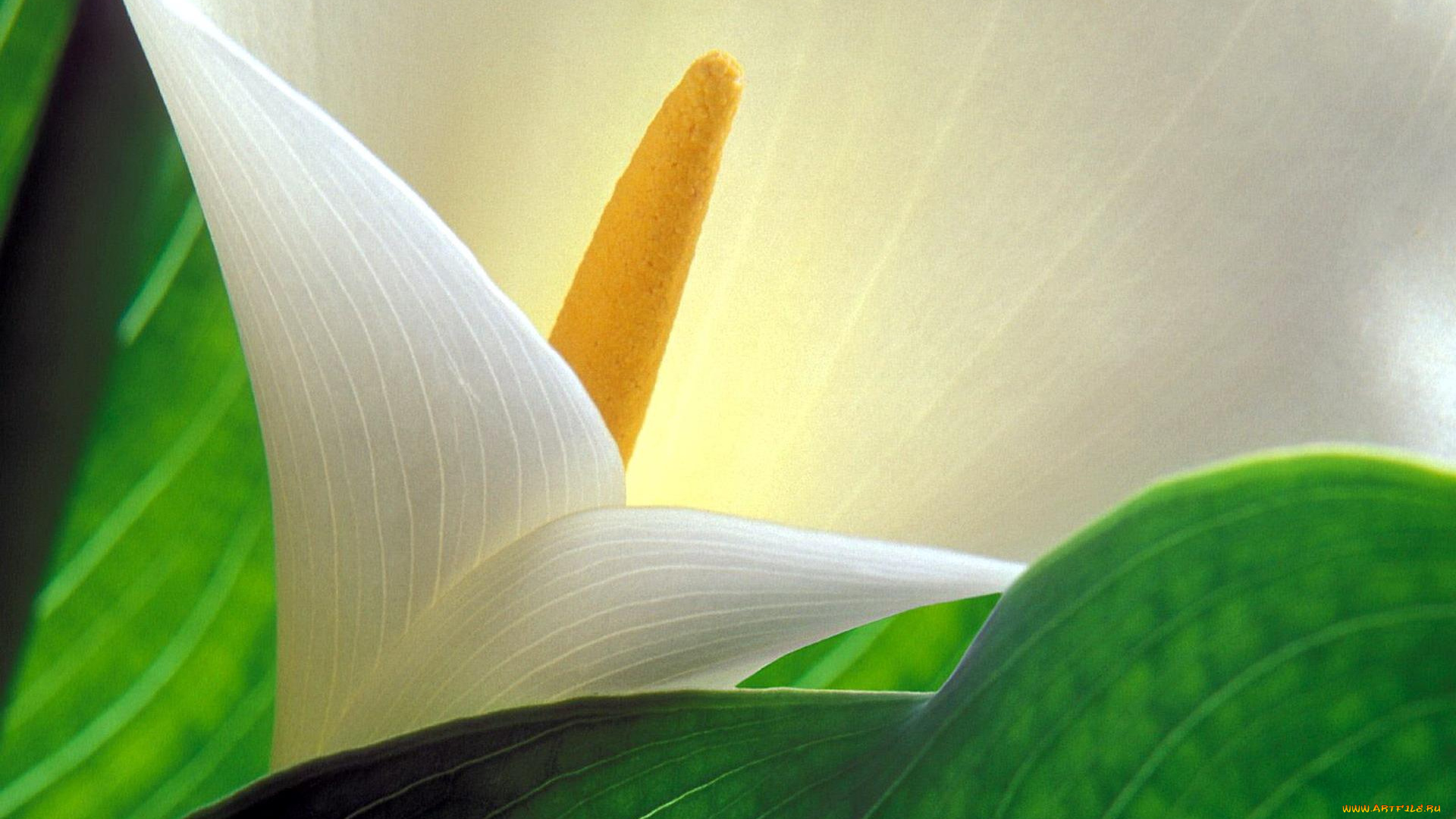 цветы, каллы, макро, листья, бутон, белый