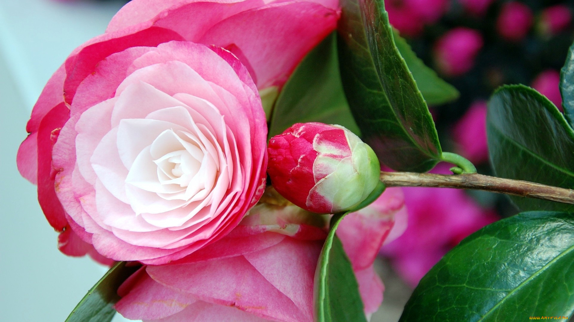 цветы, камелии, бутон, розовый