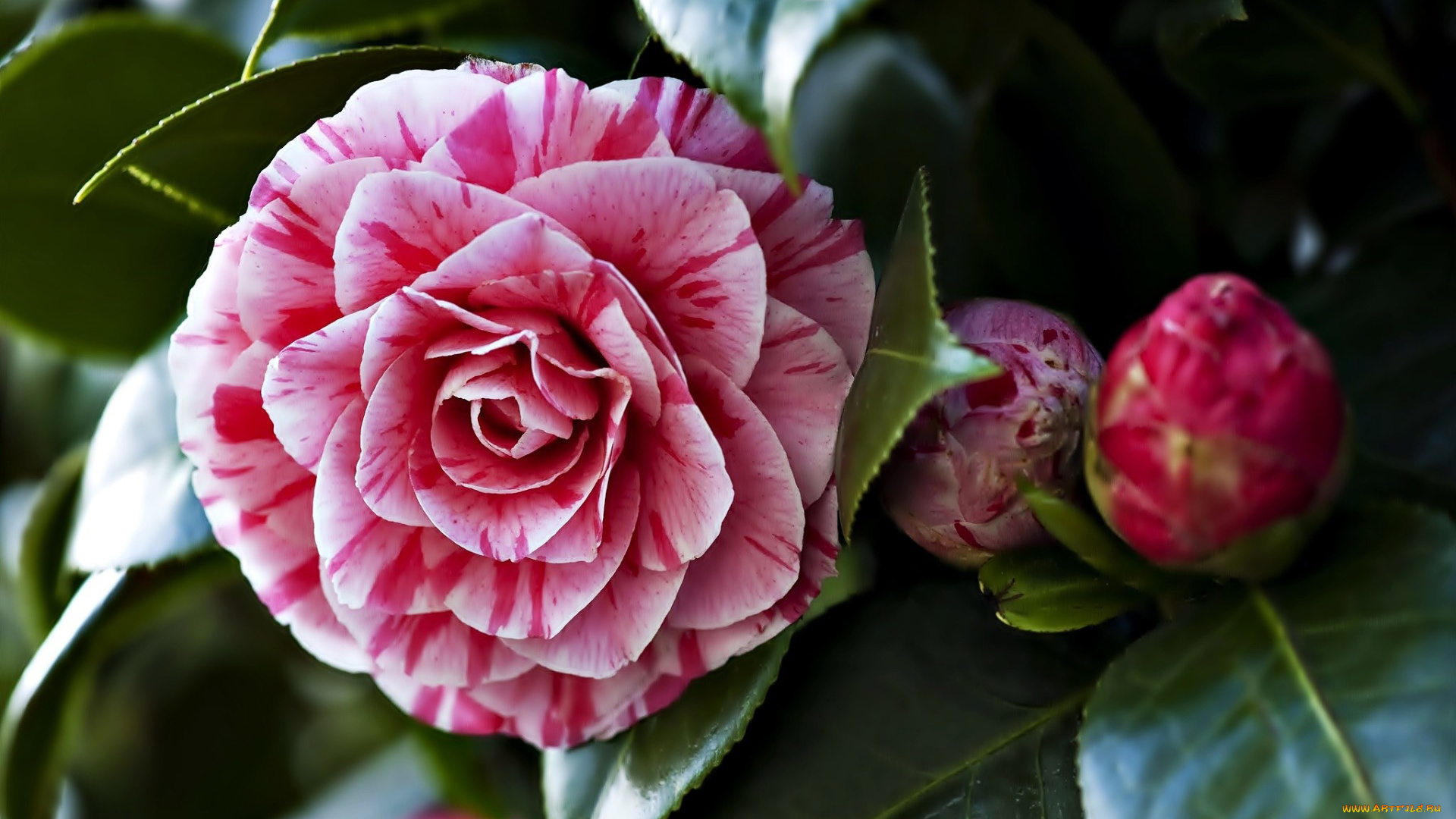 цветы, камелии, бутоны, макро, пестрый