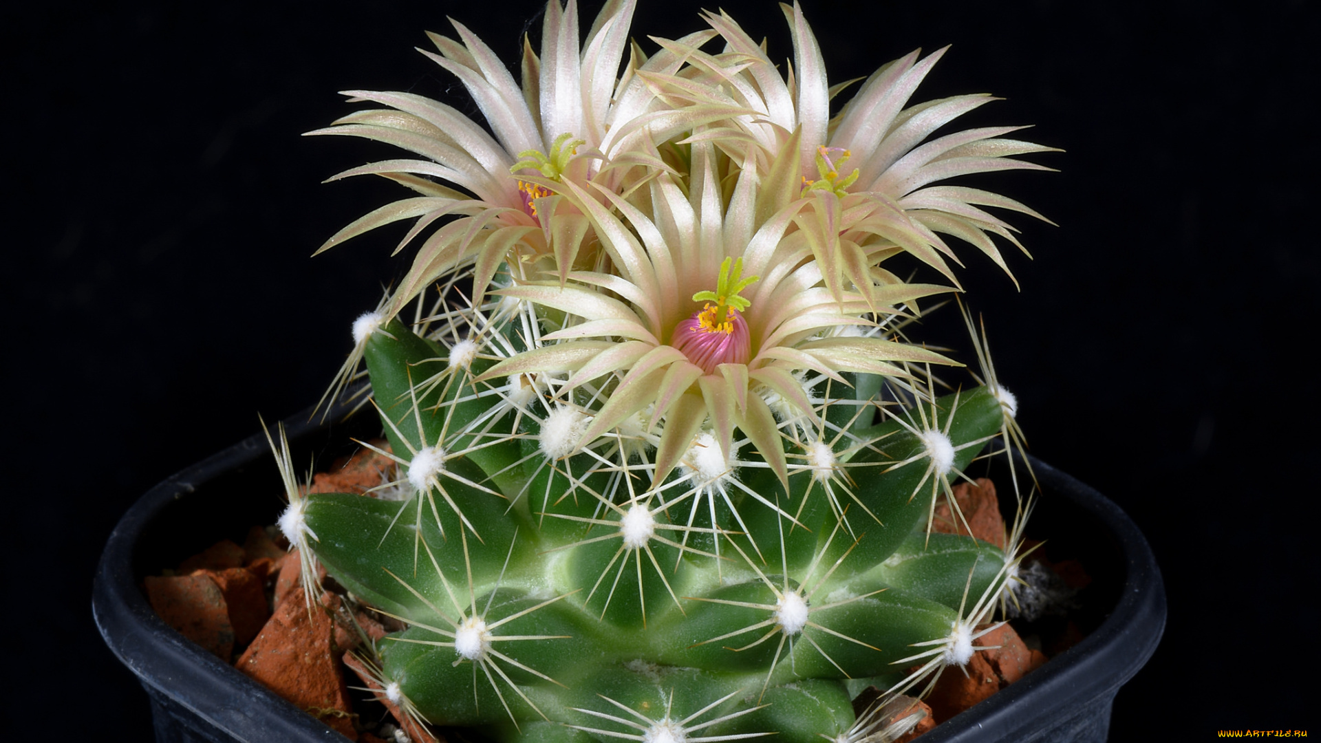 цветы, каштаны, цветок