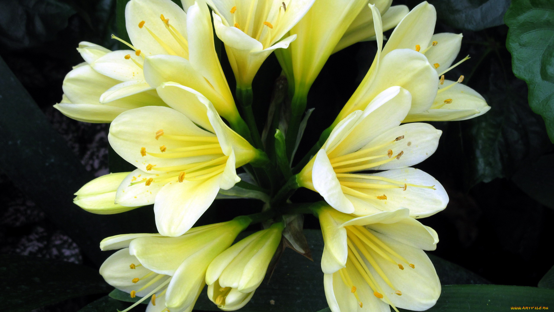 цветы, кливия, соцветия