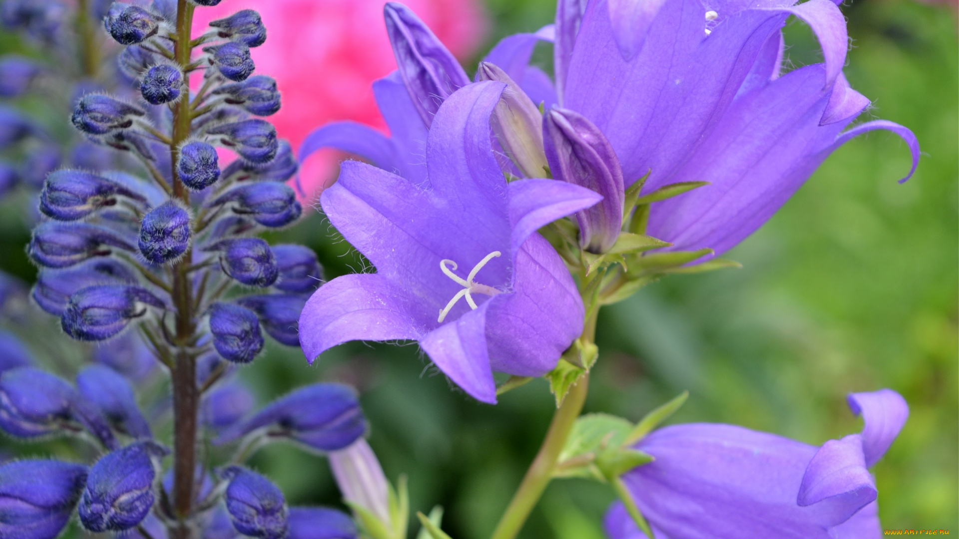 цветы, колокольчики