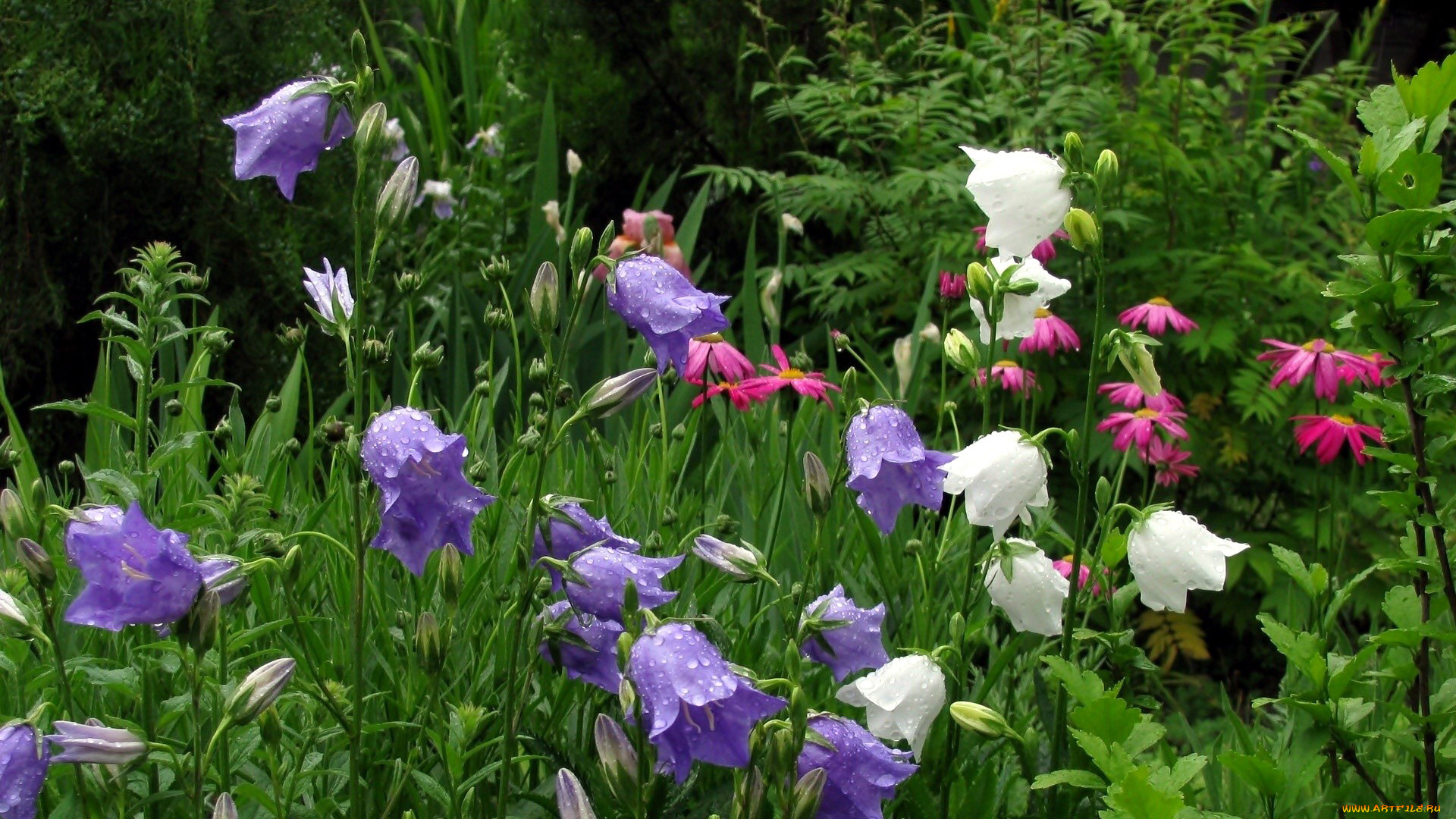 цветы, колокольчики, лиловые, белые, мокрые