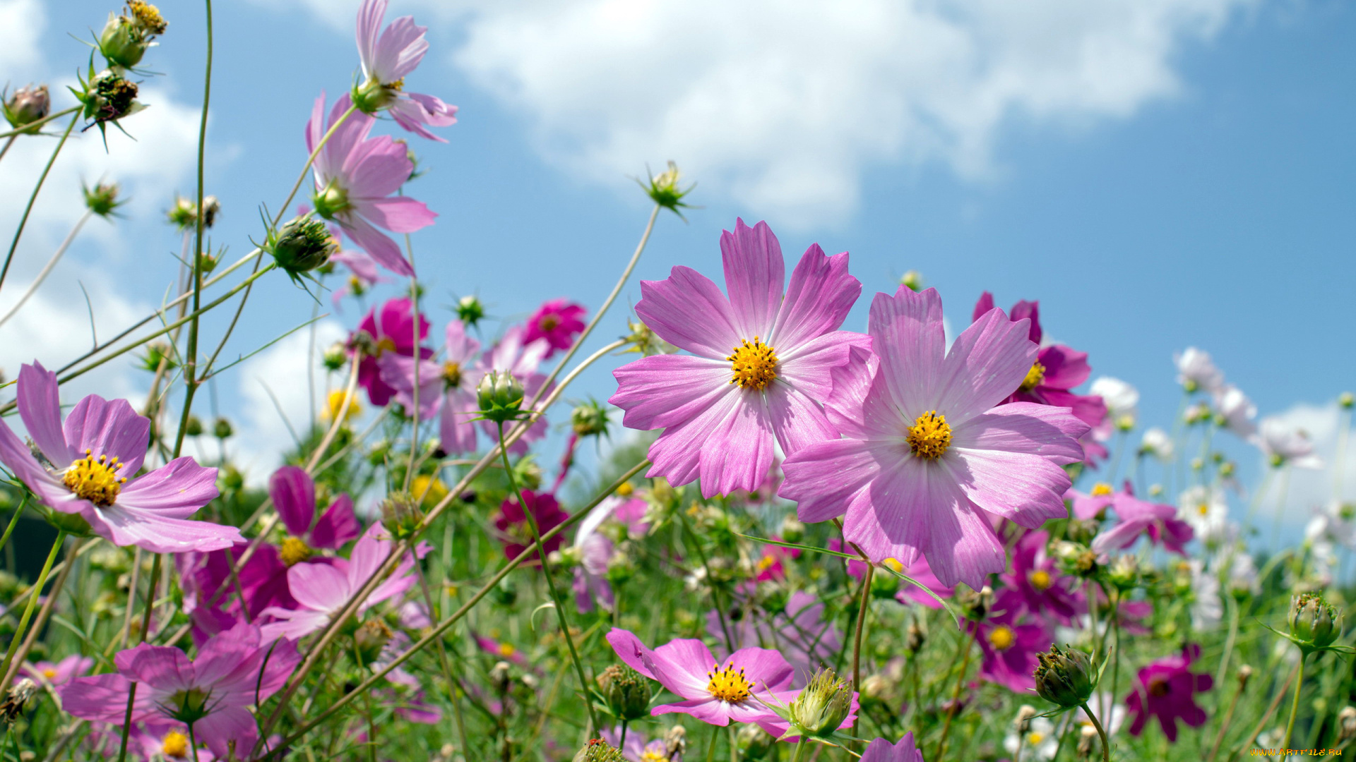 цветы, космея, розовый