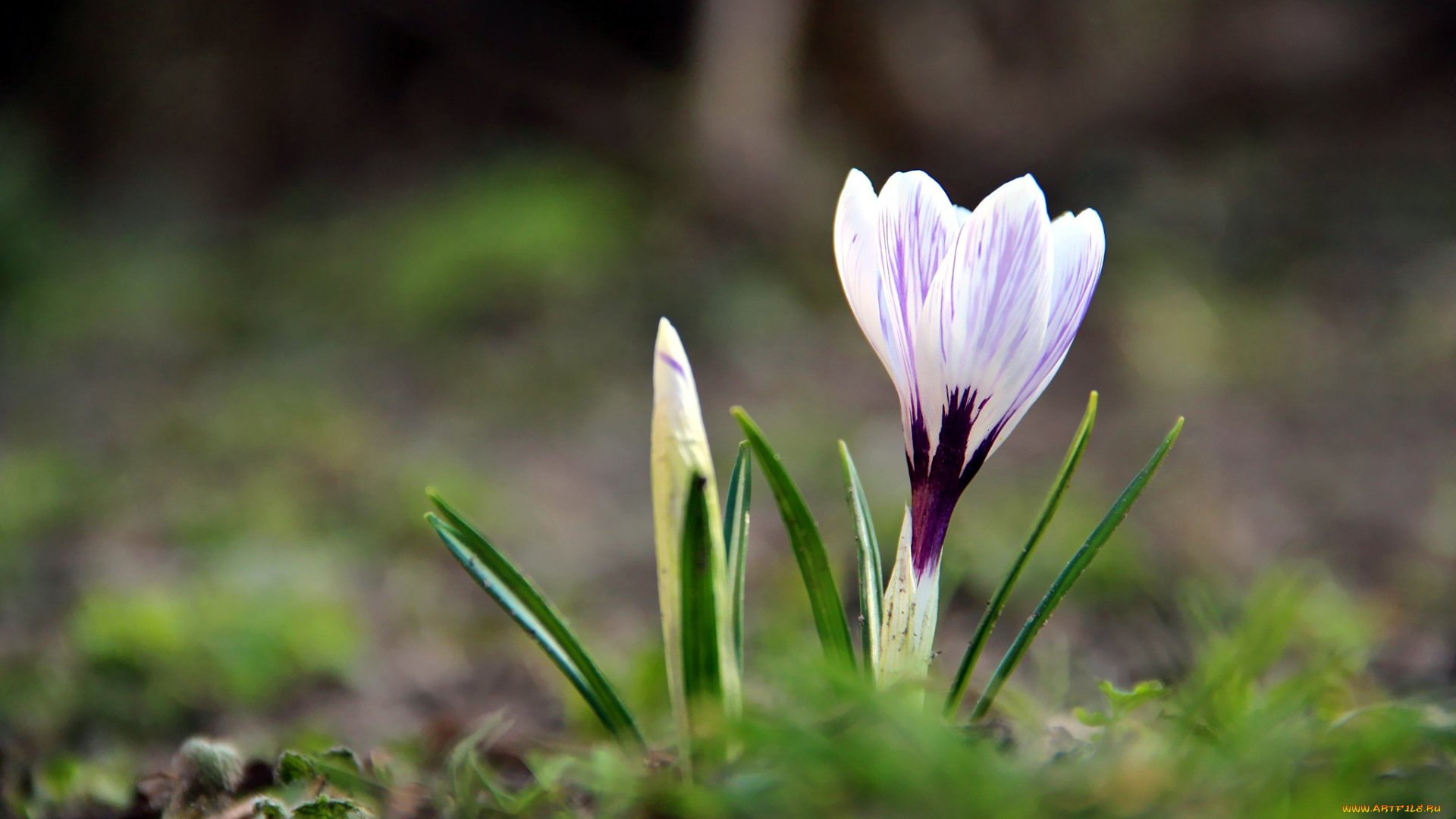 цветы, крокусы, одиночка, первоцвет