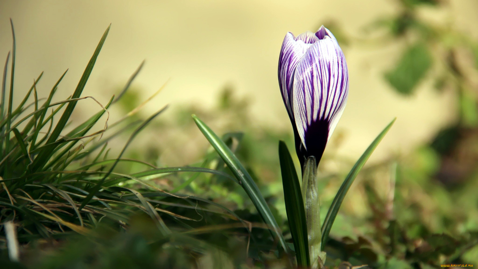 цветы, крокусы, первоцвет, полосатый, одиночка