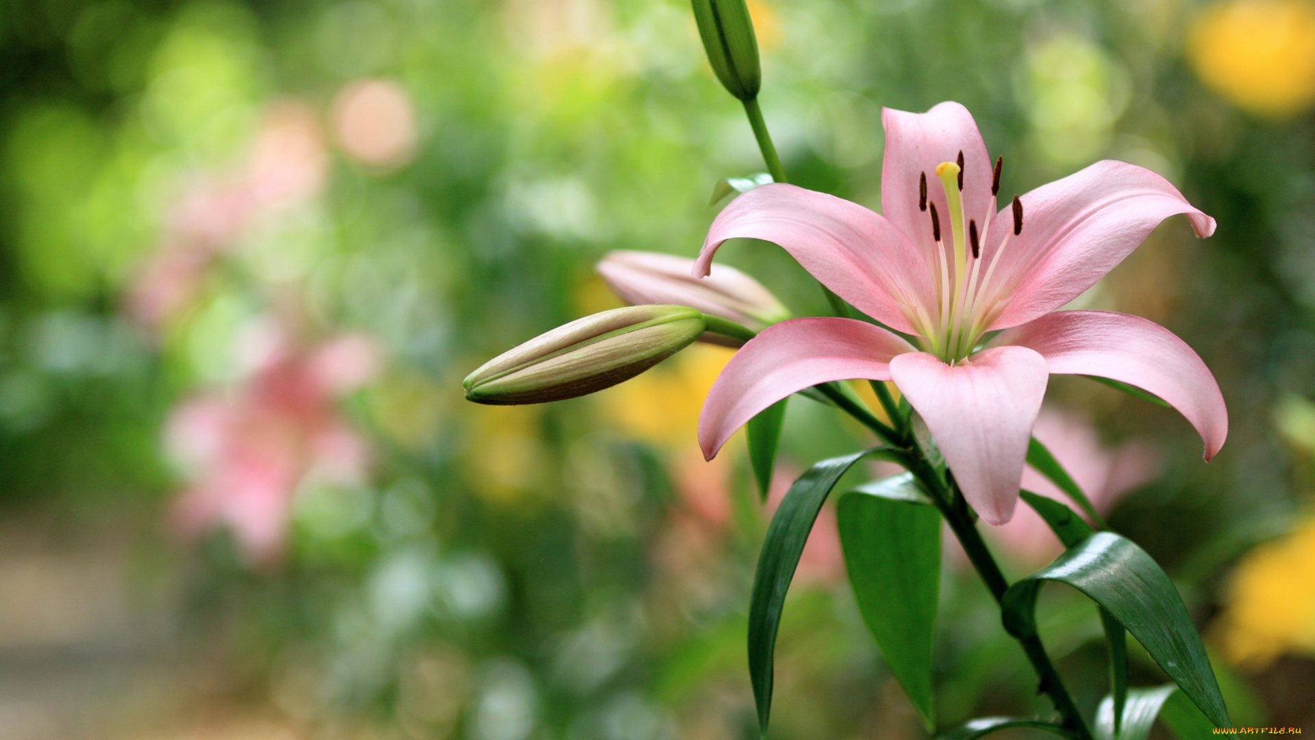 цветы, лилии, , лилейники