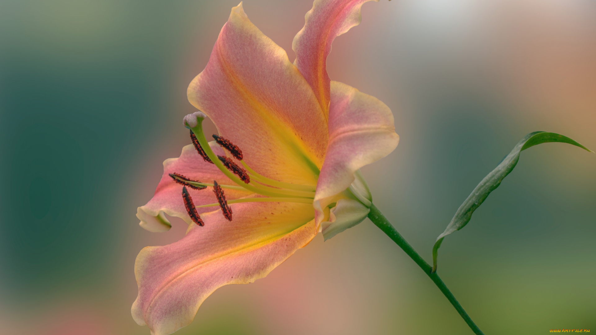 цветы, лилии, , лилейники, лилия