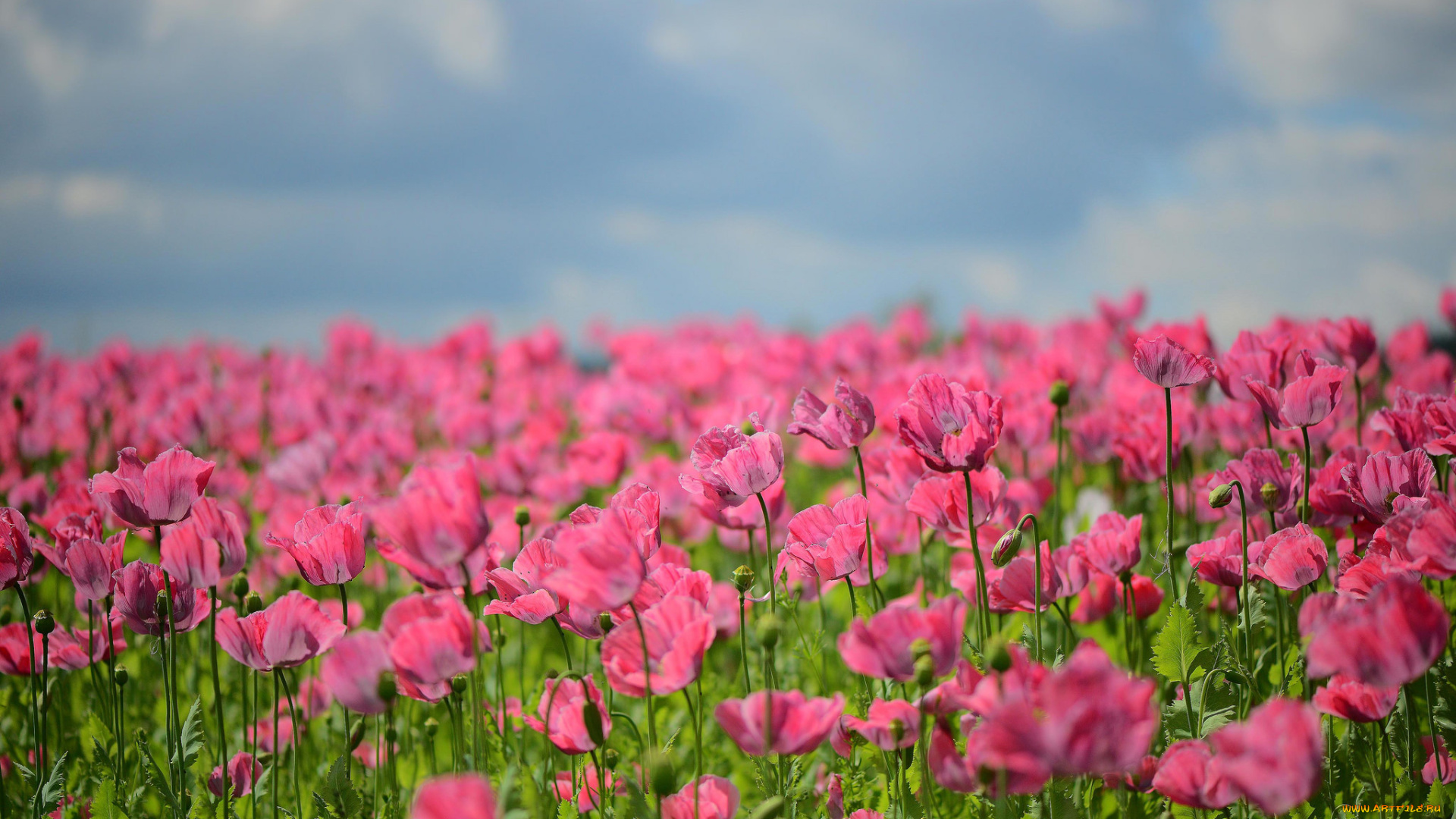 цветы, маки