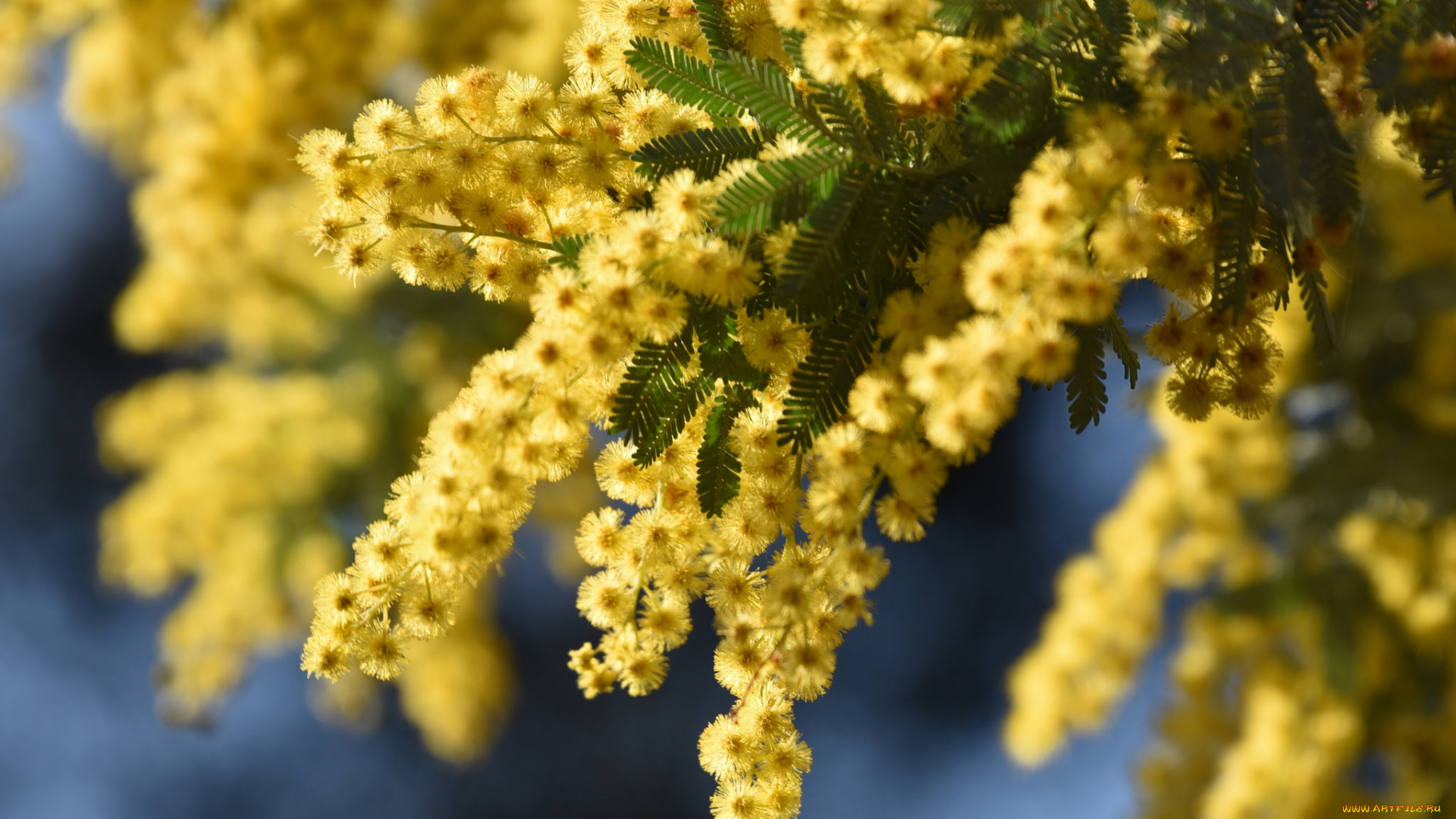 цветы, мимоза