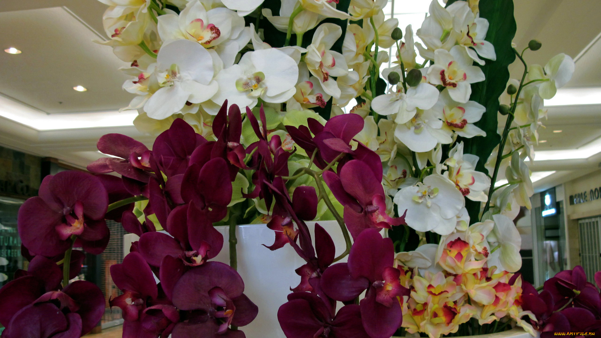 цветы, орхидеи, экзотика