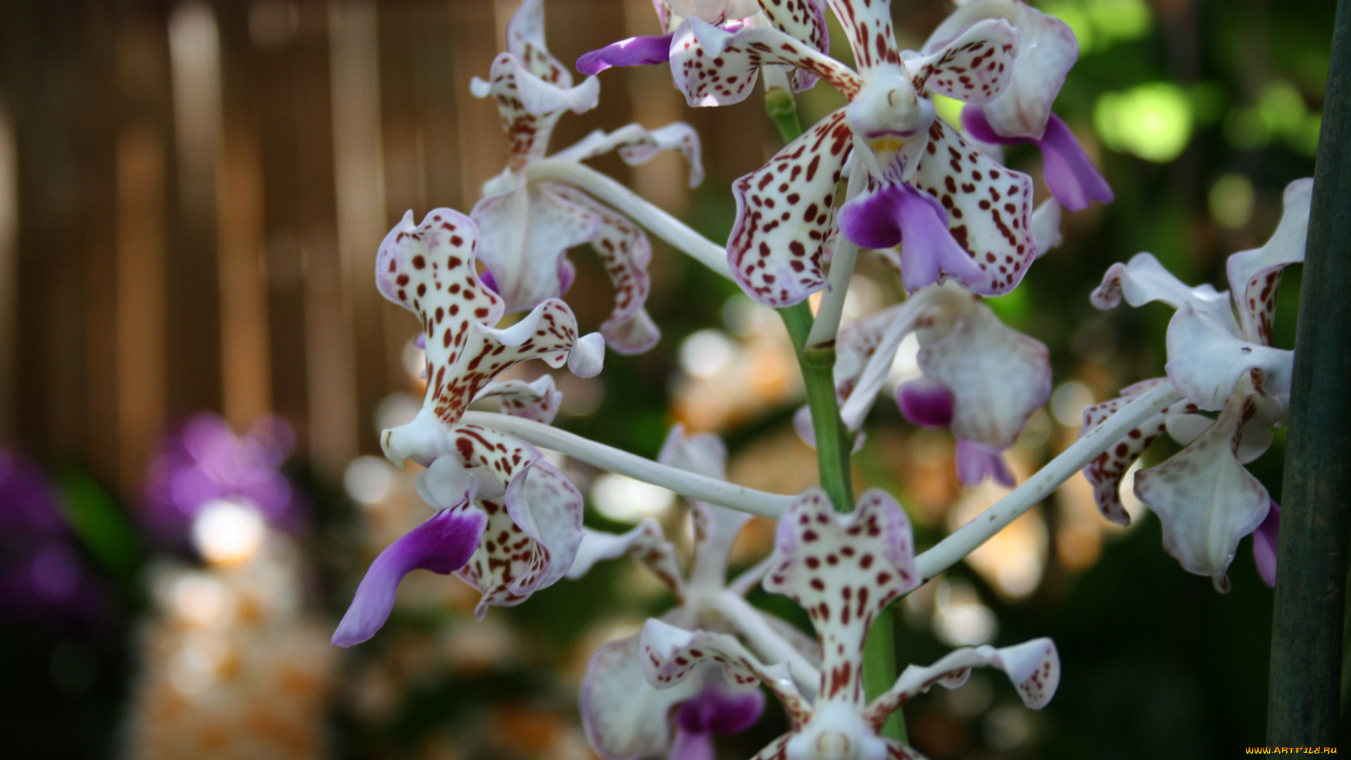 цветы, орхидеи, экзотика, пестрые