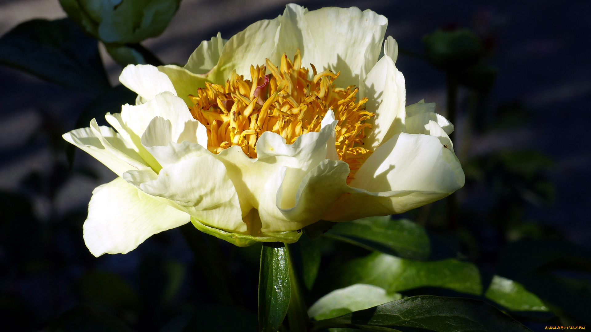 цветы, пионы, макро