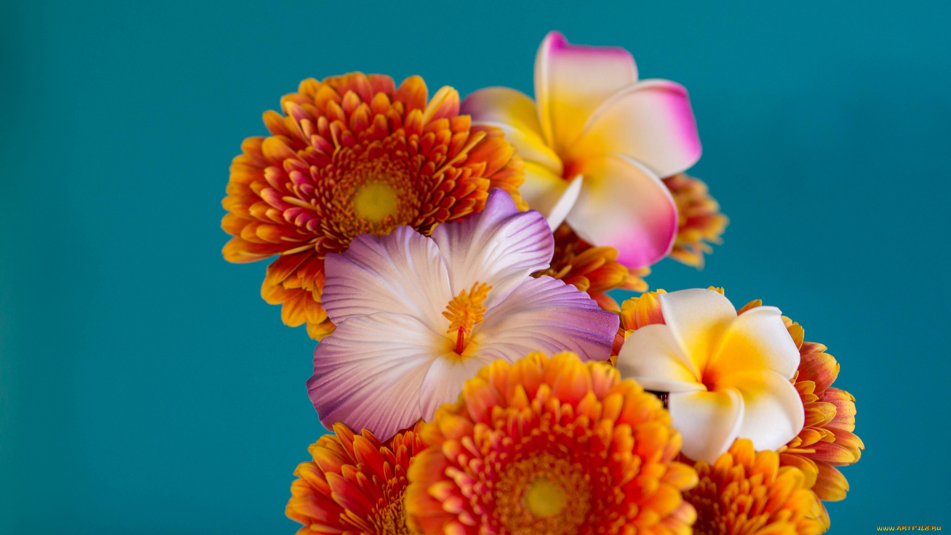 цветы, разные, вместе, герберы, букет, фон, плюмерия, гибискус