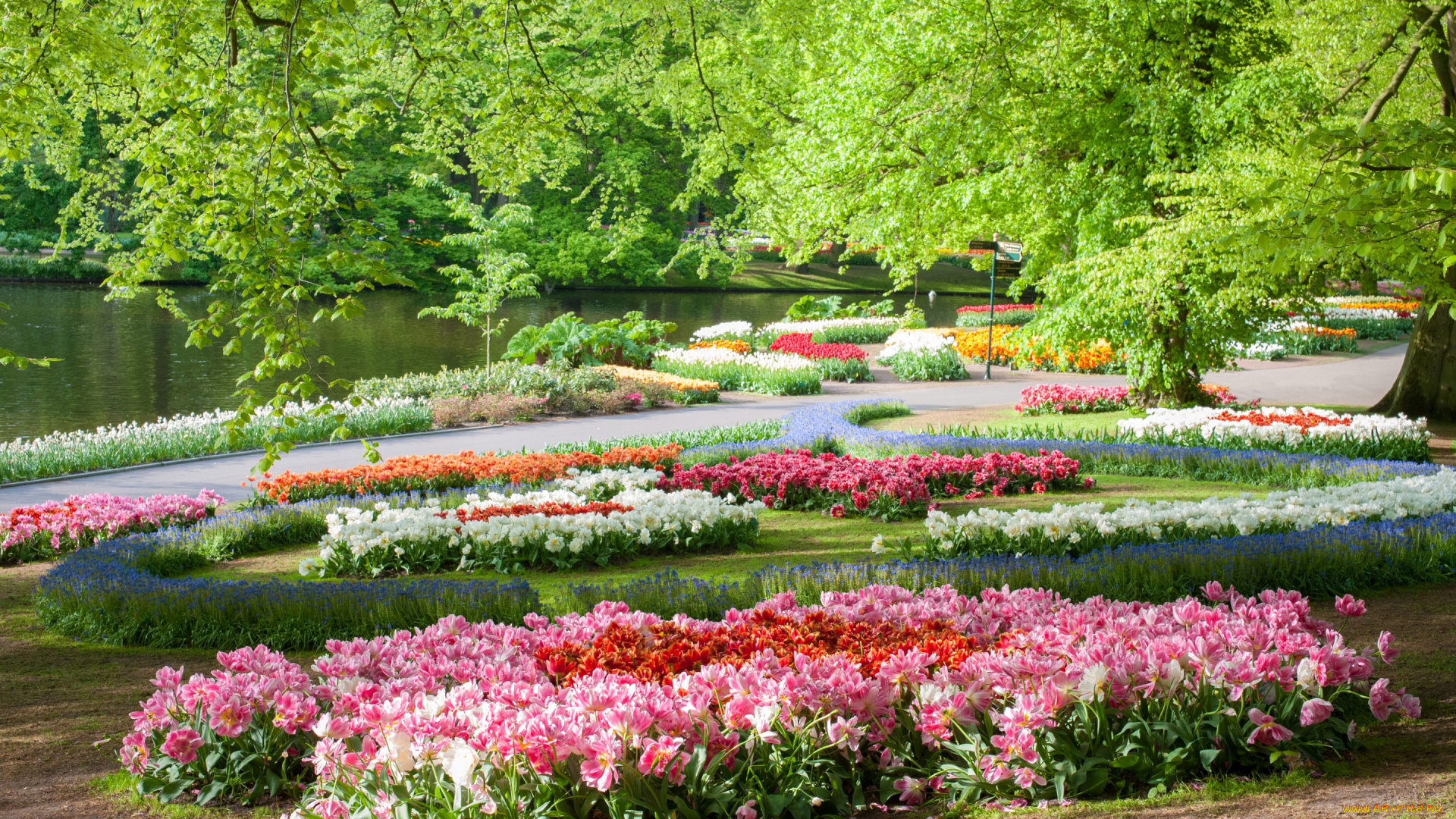цветы, разные, вместе, нидерланды, пруд, парк, keukenhof, gardens, деревья
