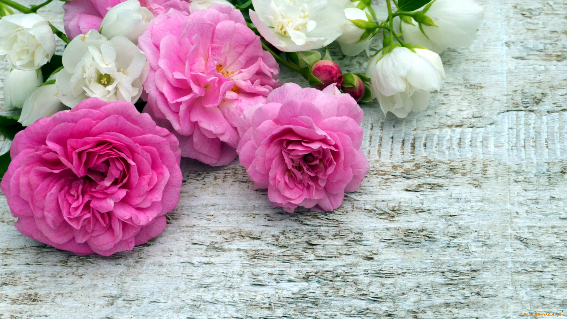 цветы, разные, вместе, розовый, белый