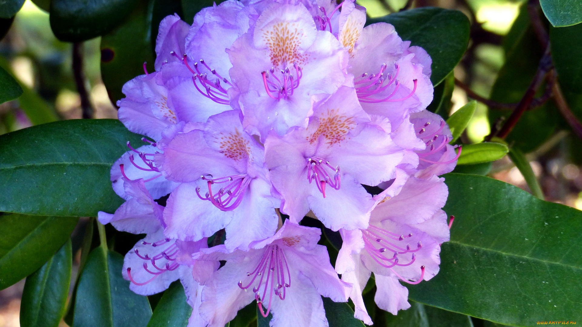 цветы, рододендроны, , азалии, соцветие