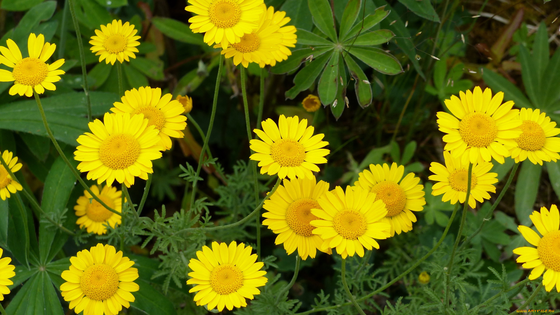 цветы, ромашки, желтый
