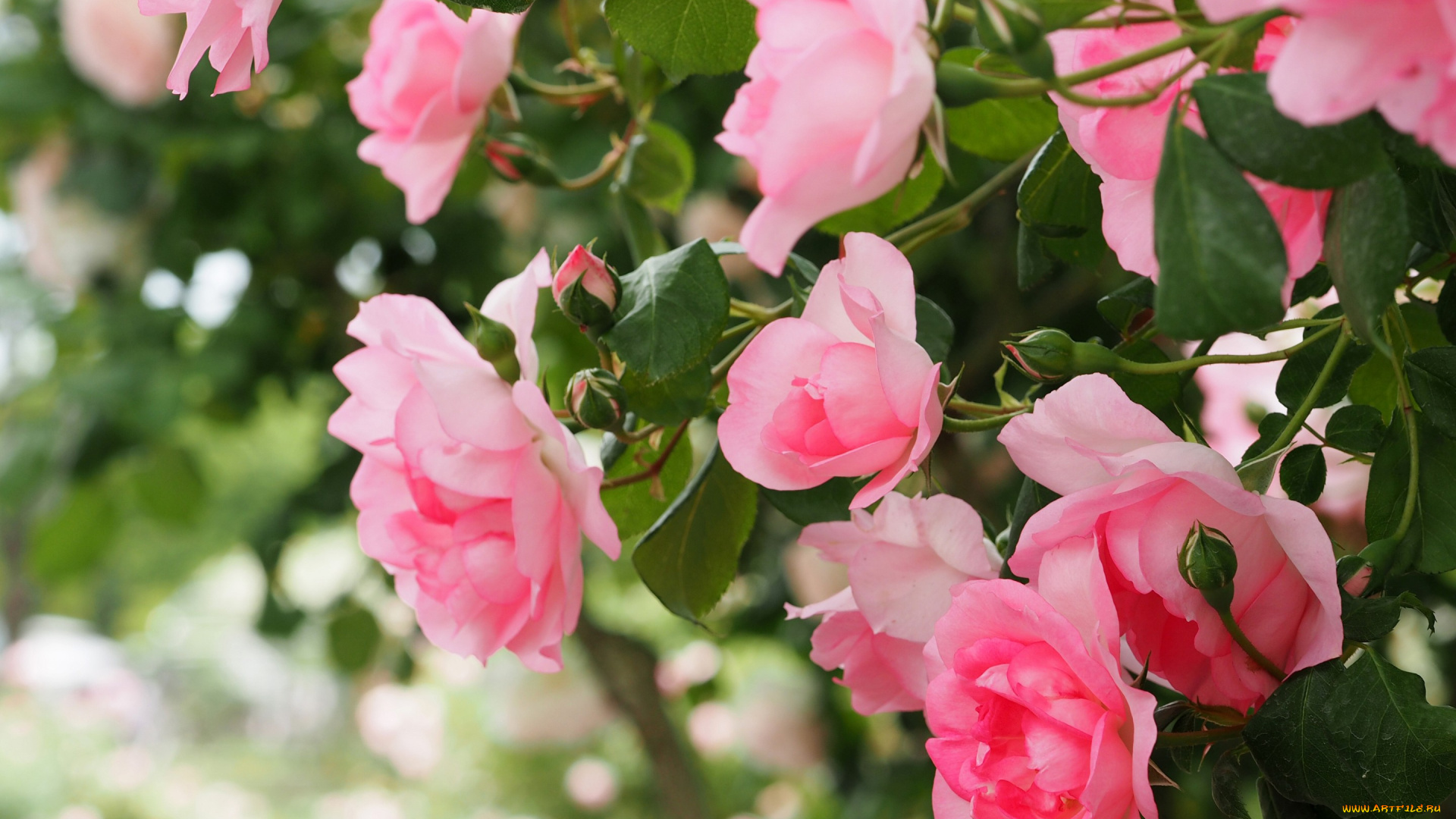 цветы, розы