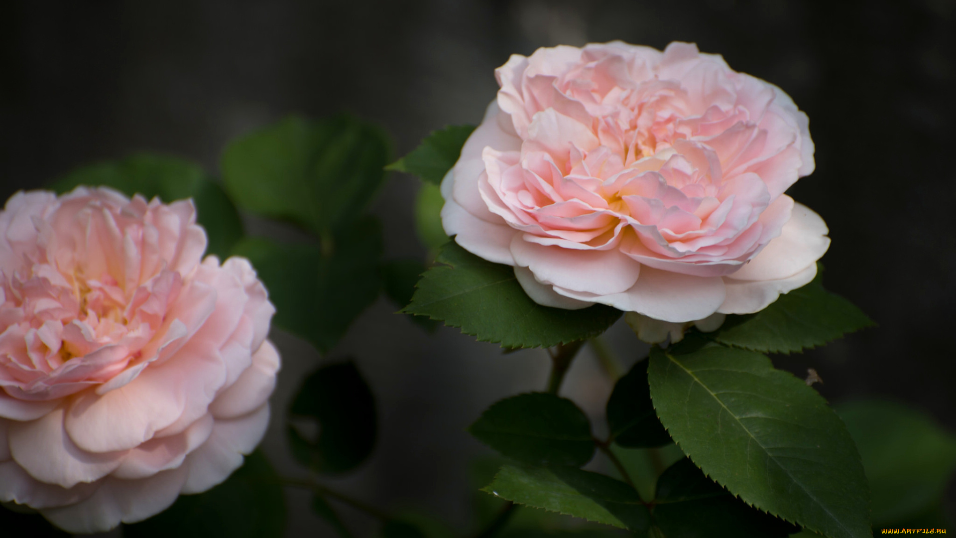 цветы, розы