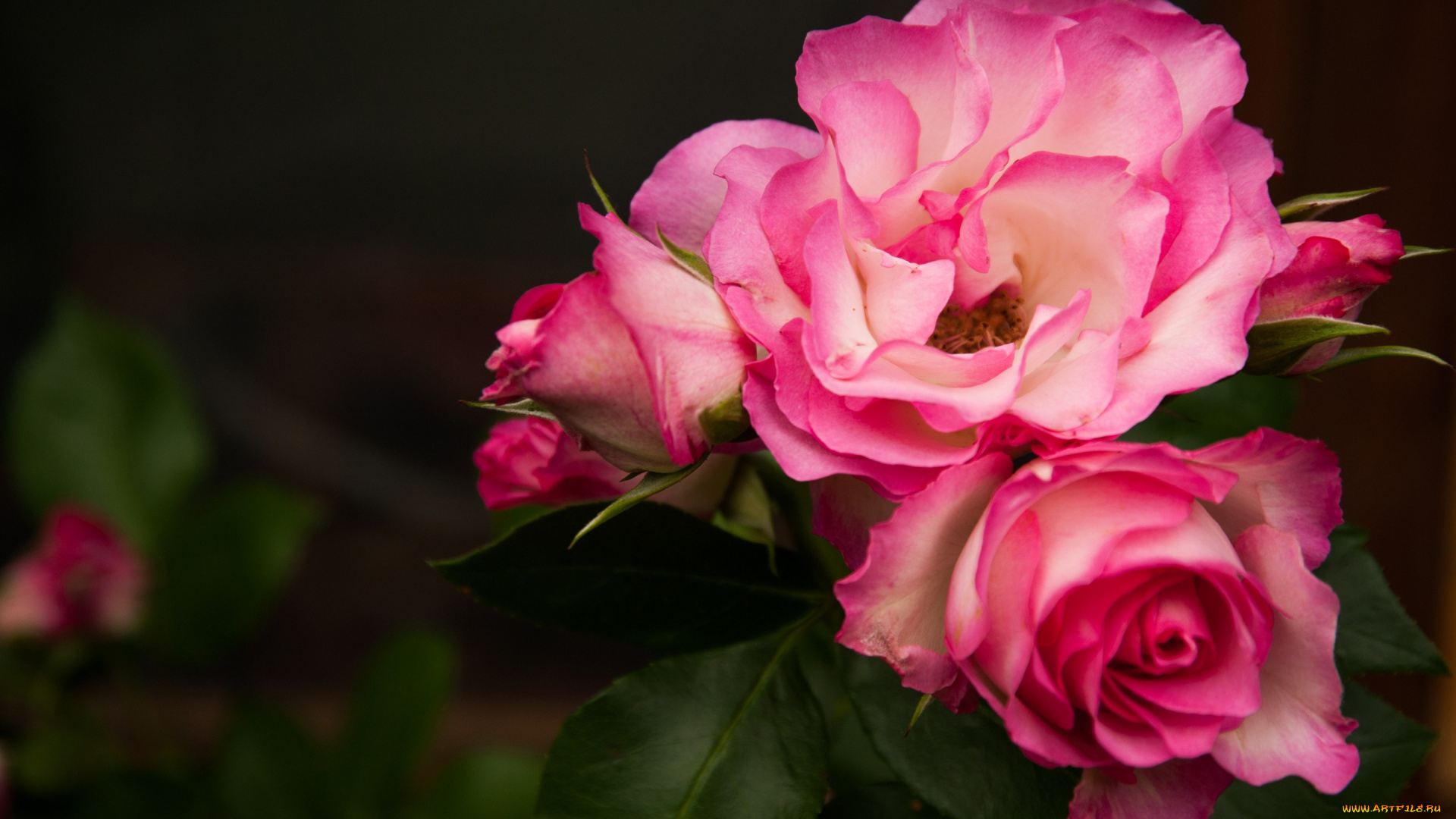 цветы, розы