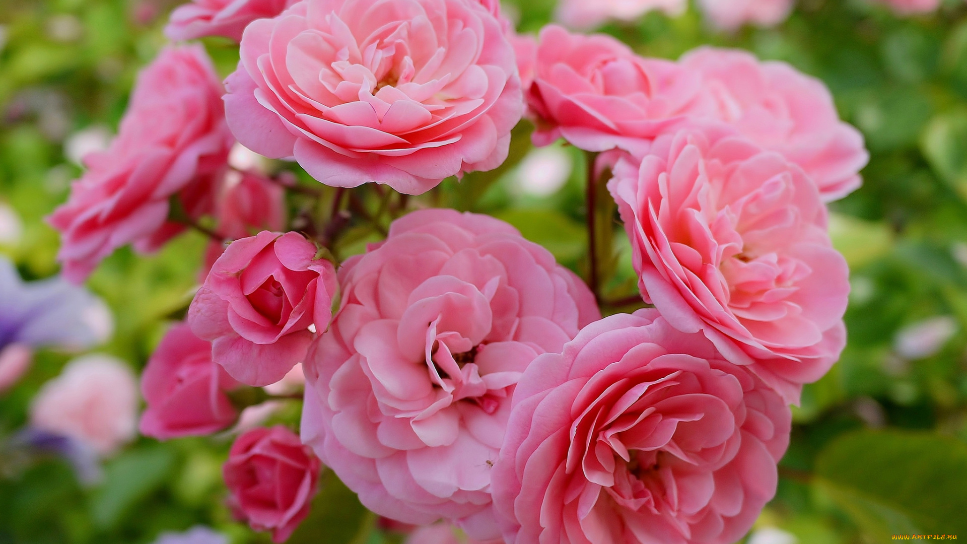 цветы, розы