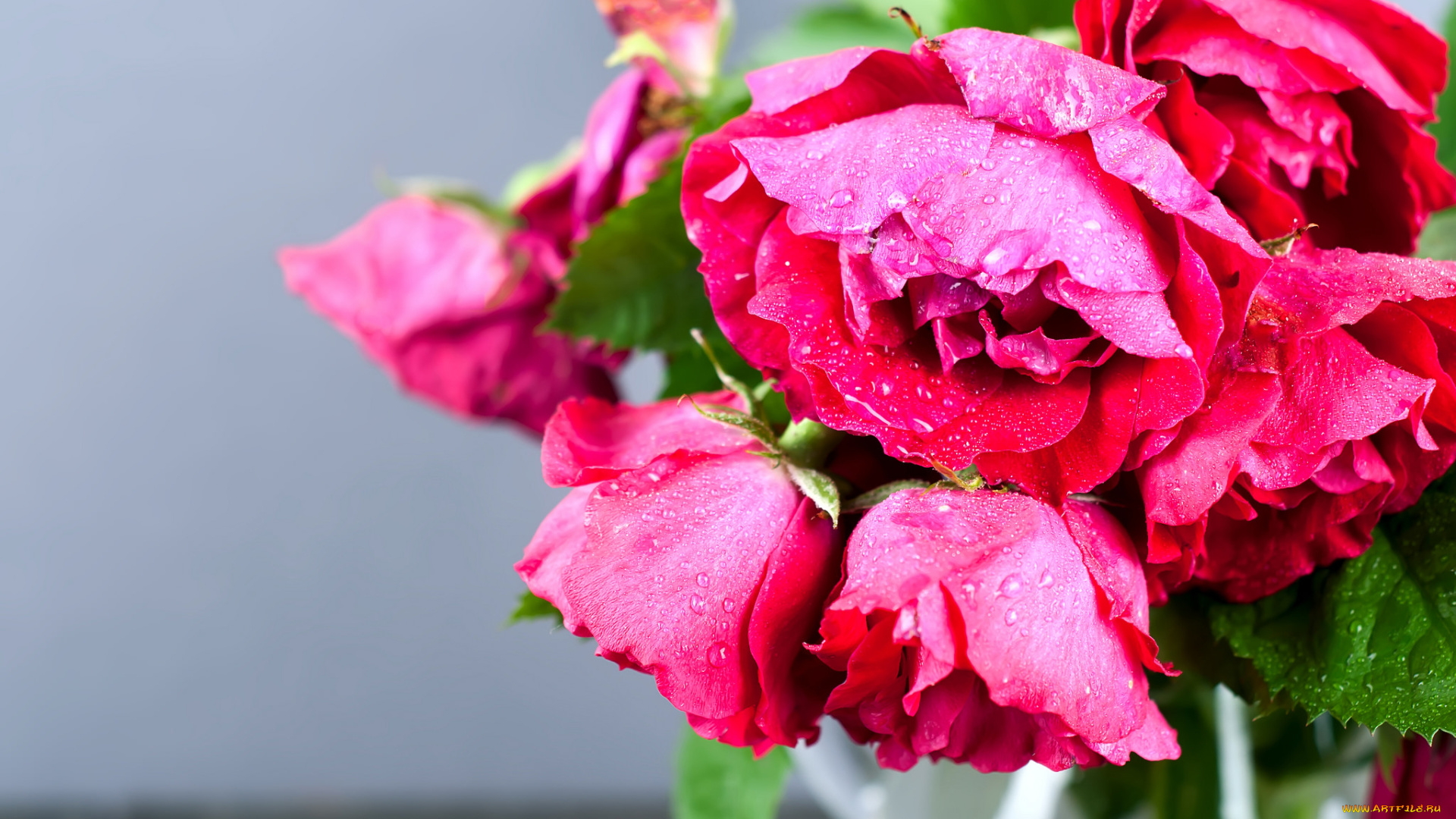 цветы, розы