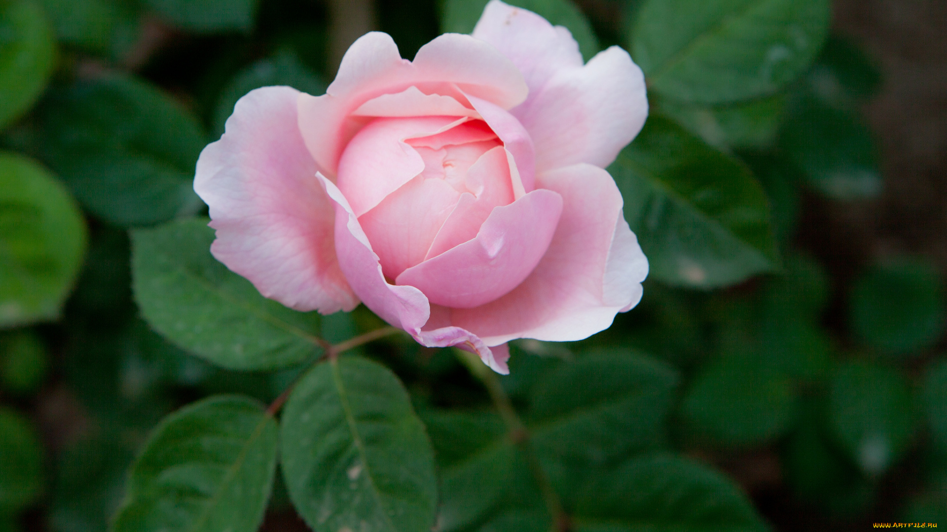 цветы, розы, бутон, лепестки