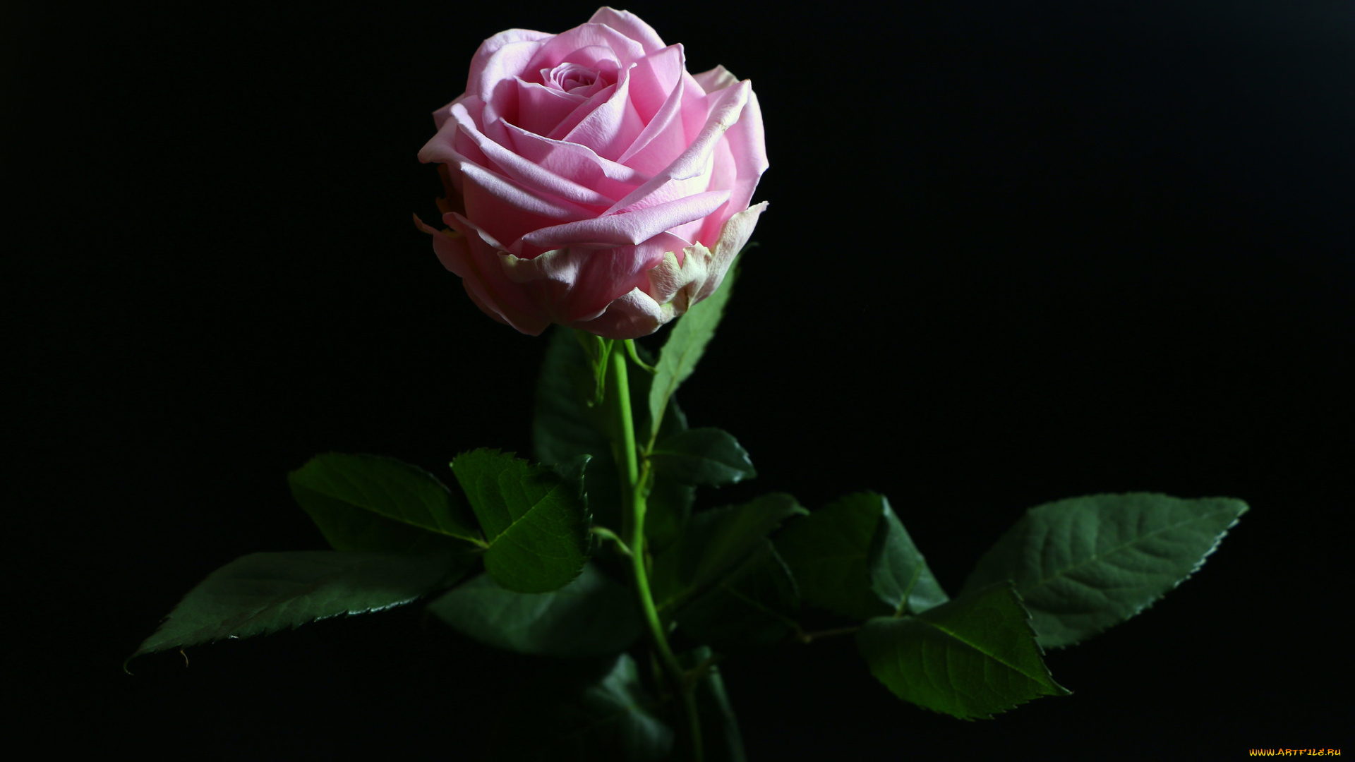 цветы, розы, бутон, лепестки