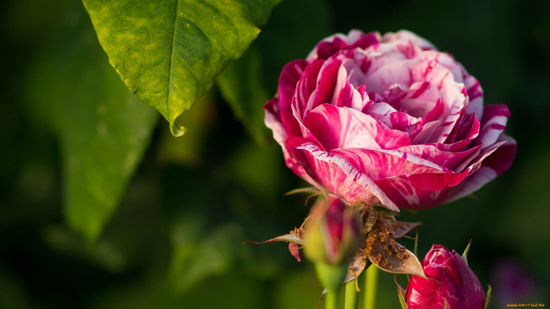 цветы, розы, бутоны, роза, макро, лист