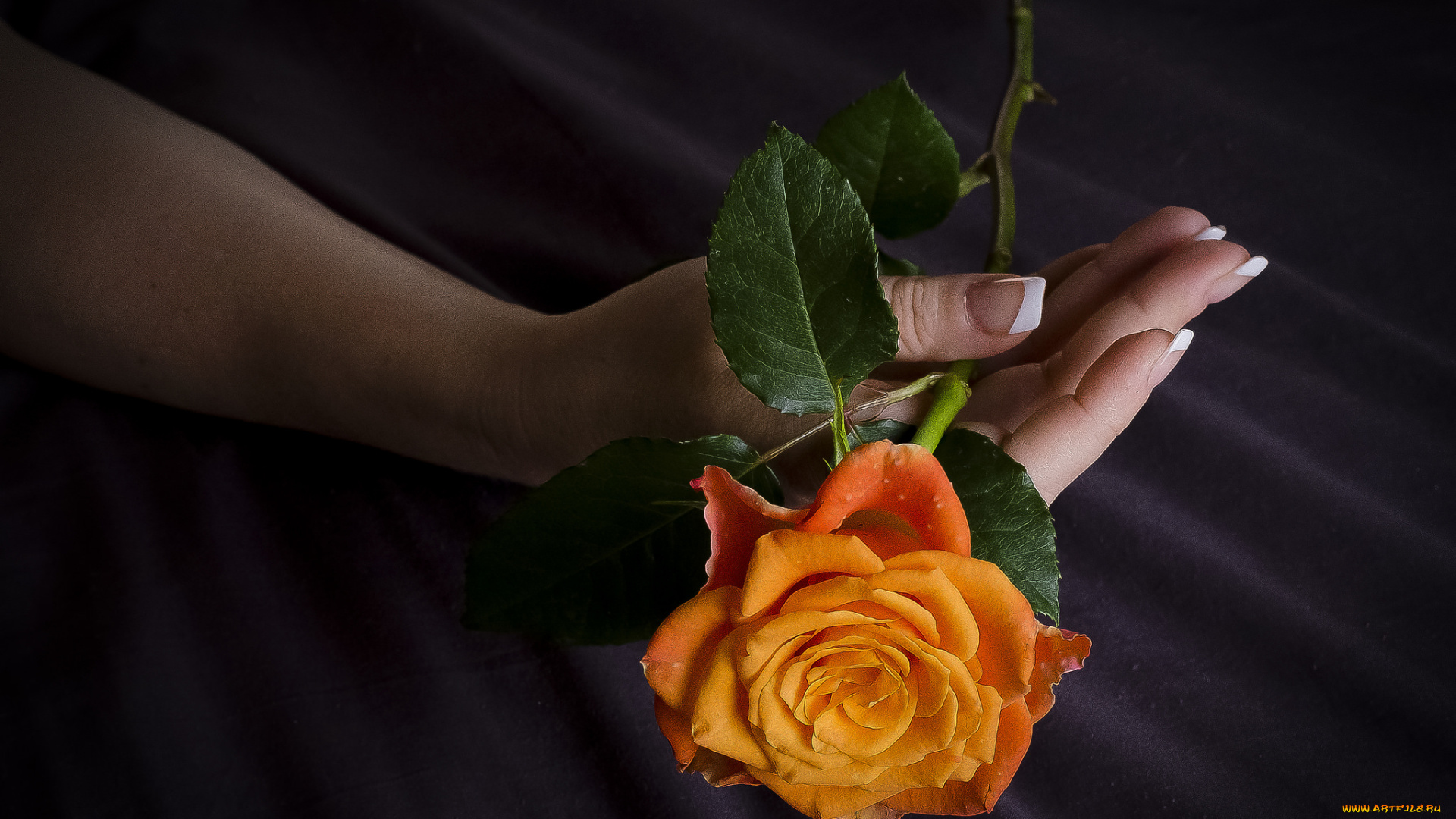 цветы, розы, лепестки, бутон