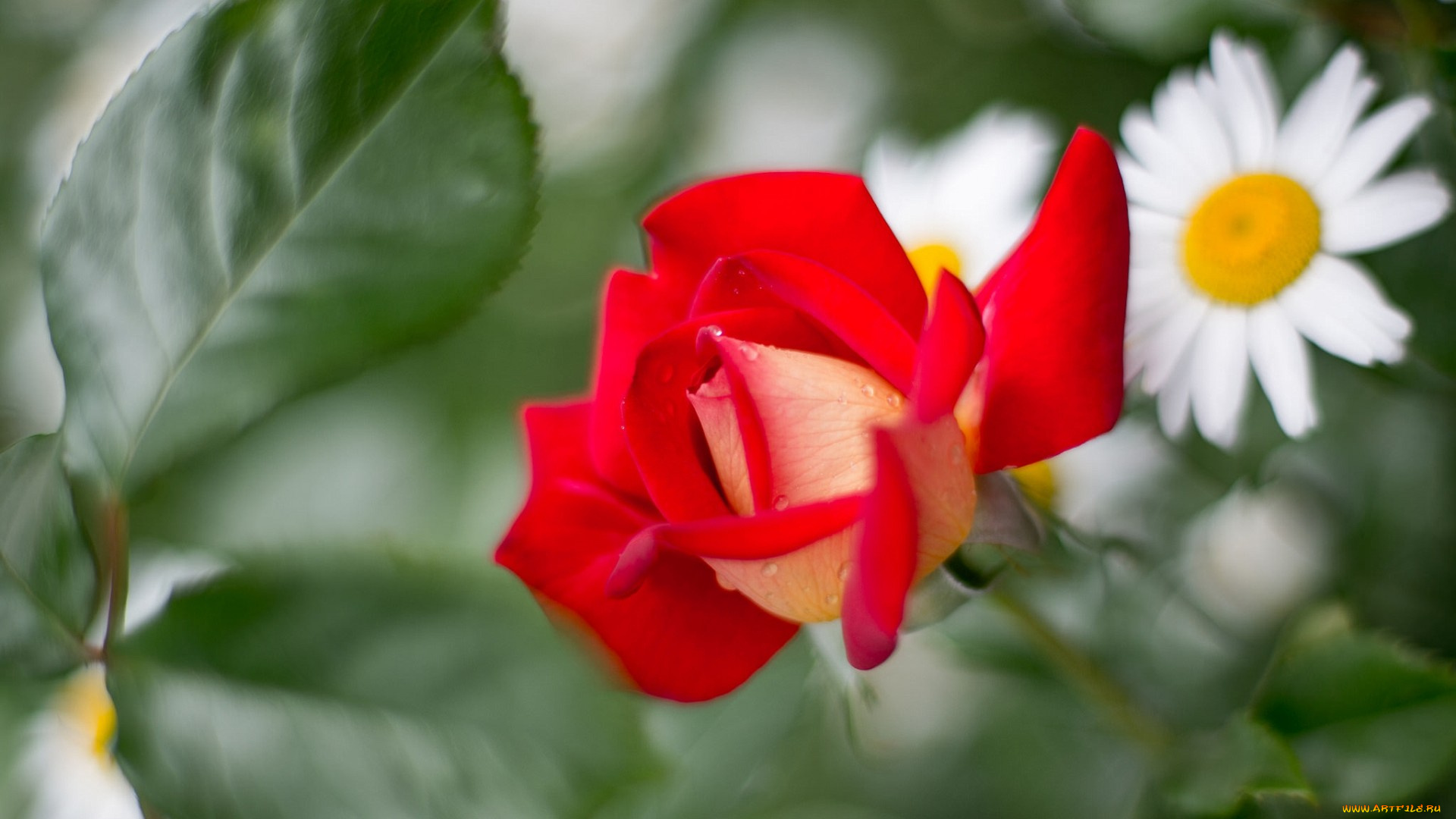 цветы, розы, роза