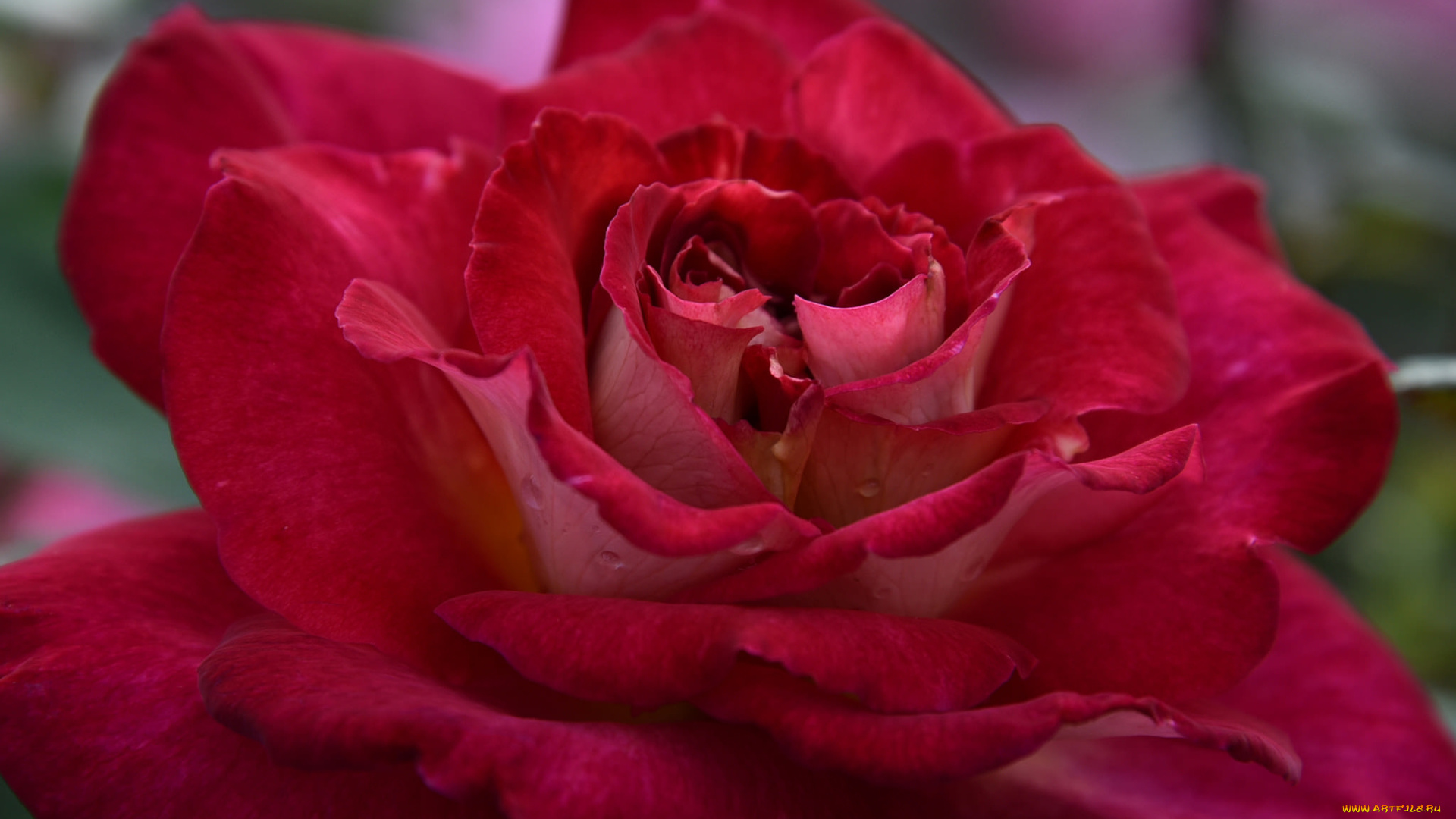 цветы, розы, роза