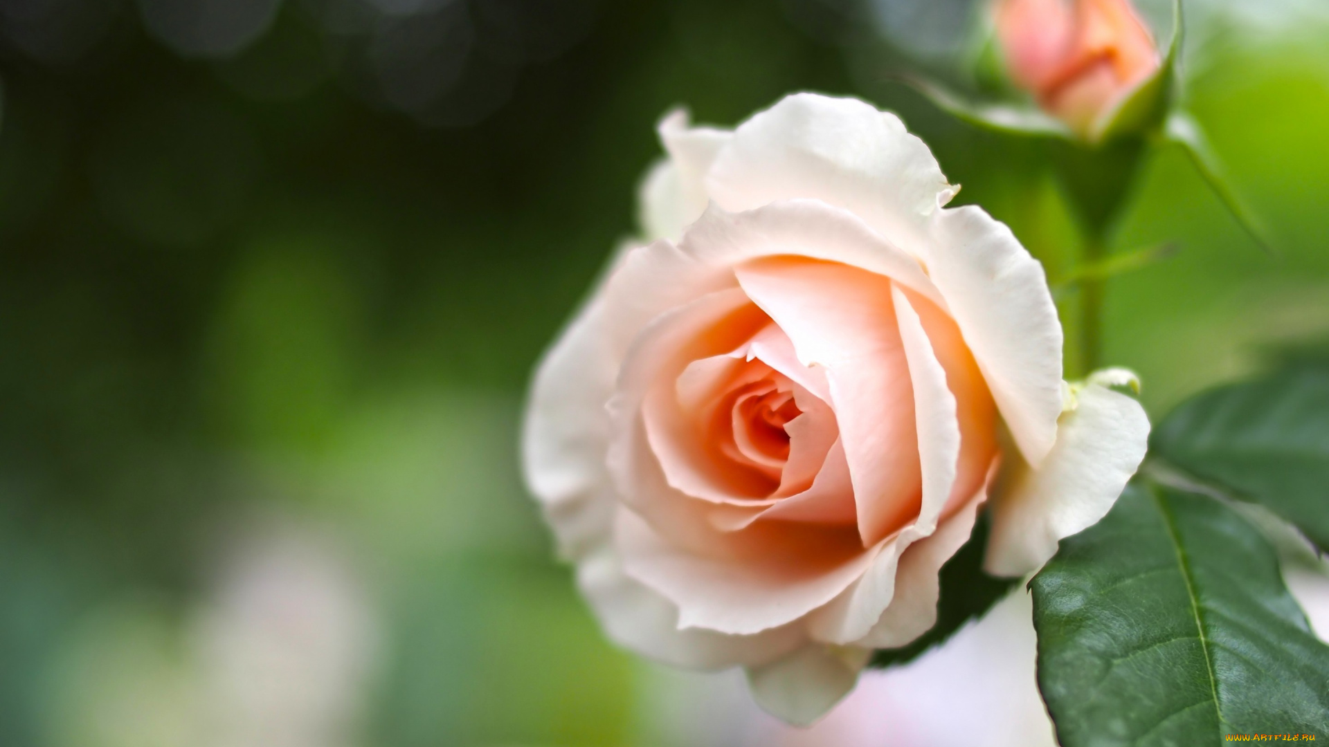 цветы, розы, роза