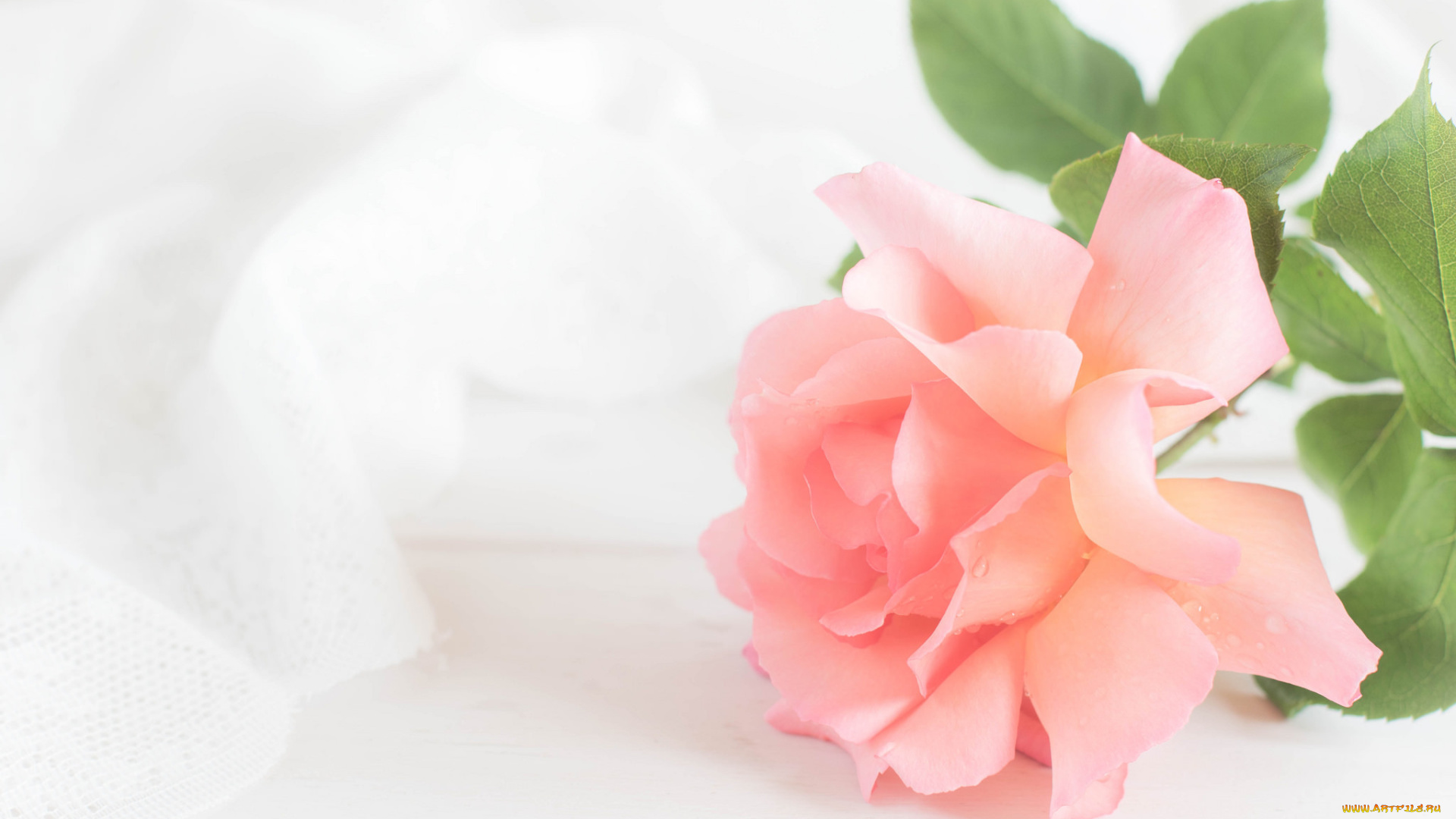 цветы, розы, роза