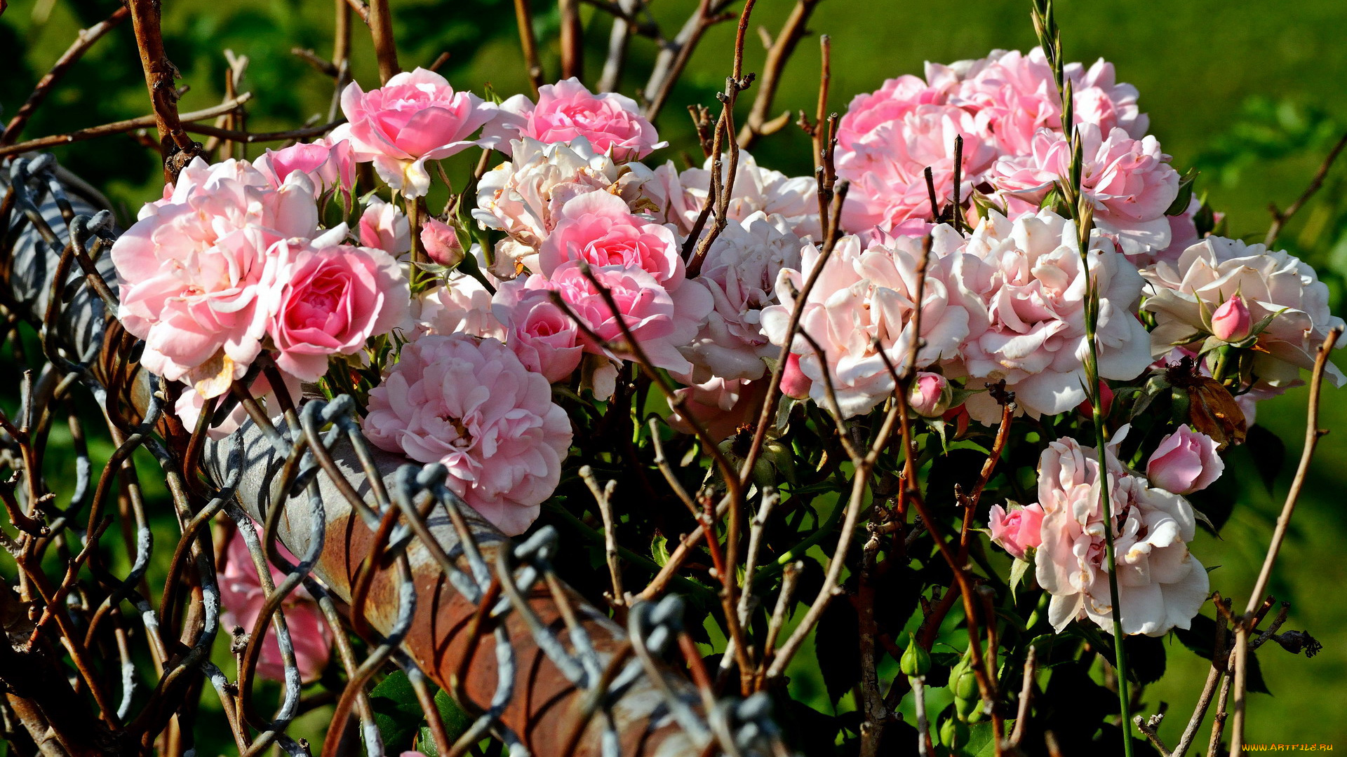 цветы, розы, розовый, куст